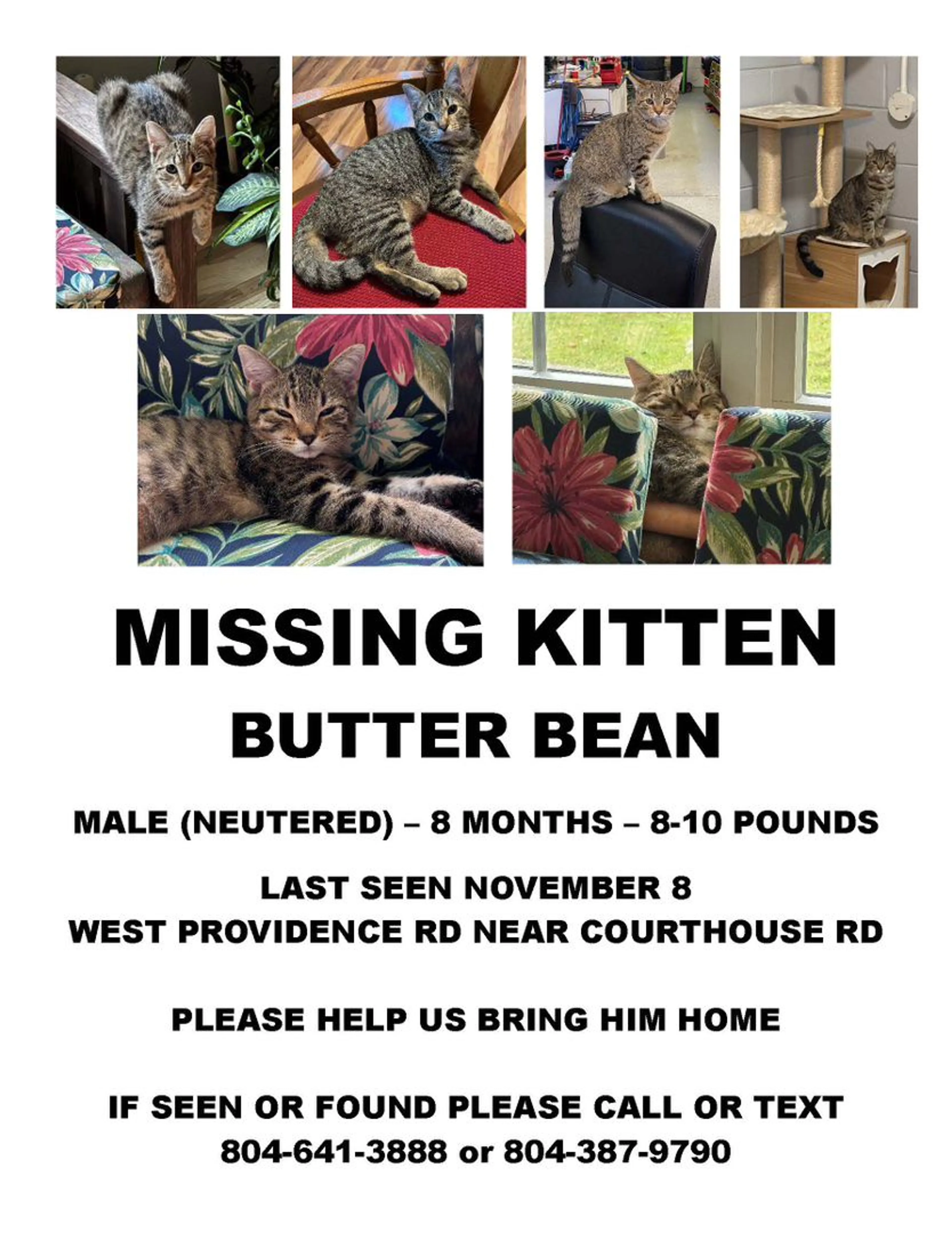 Lost pet