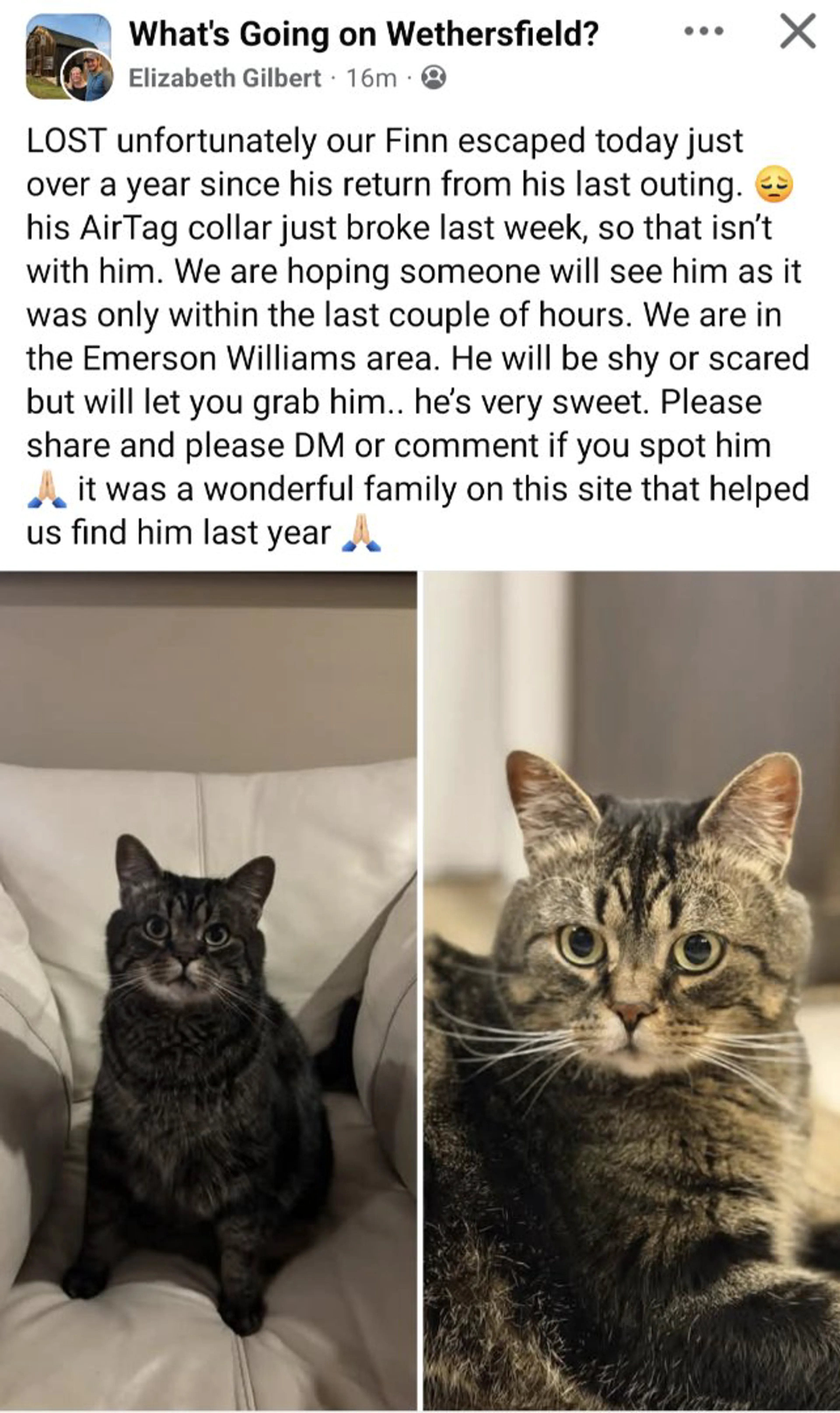 Lost pet