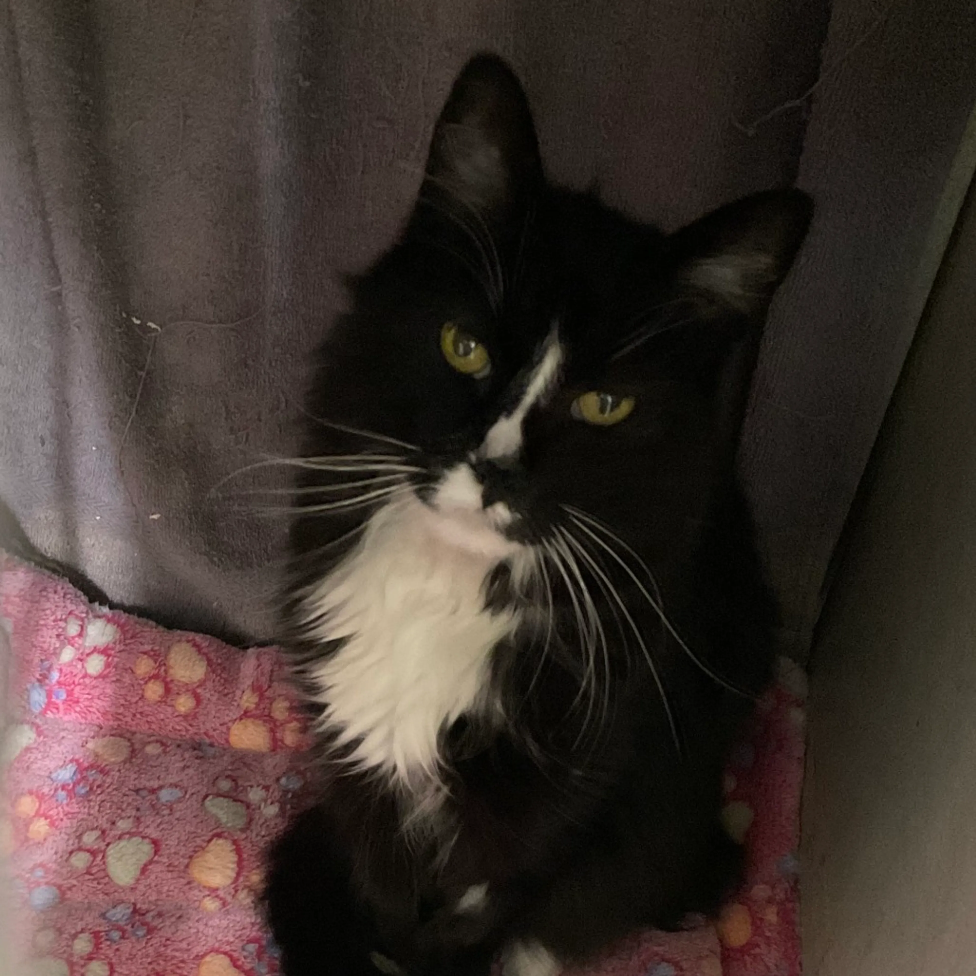 Found pet