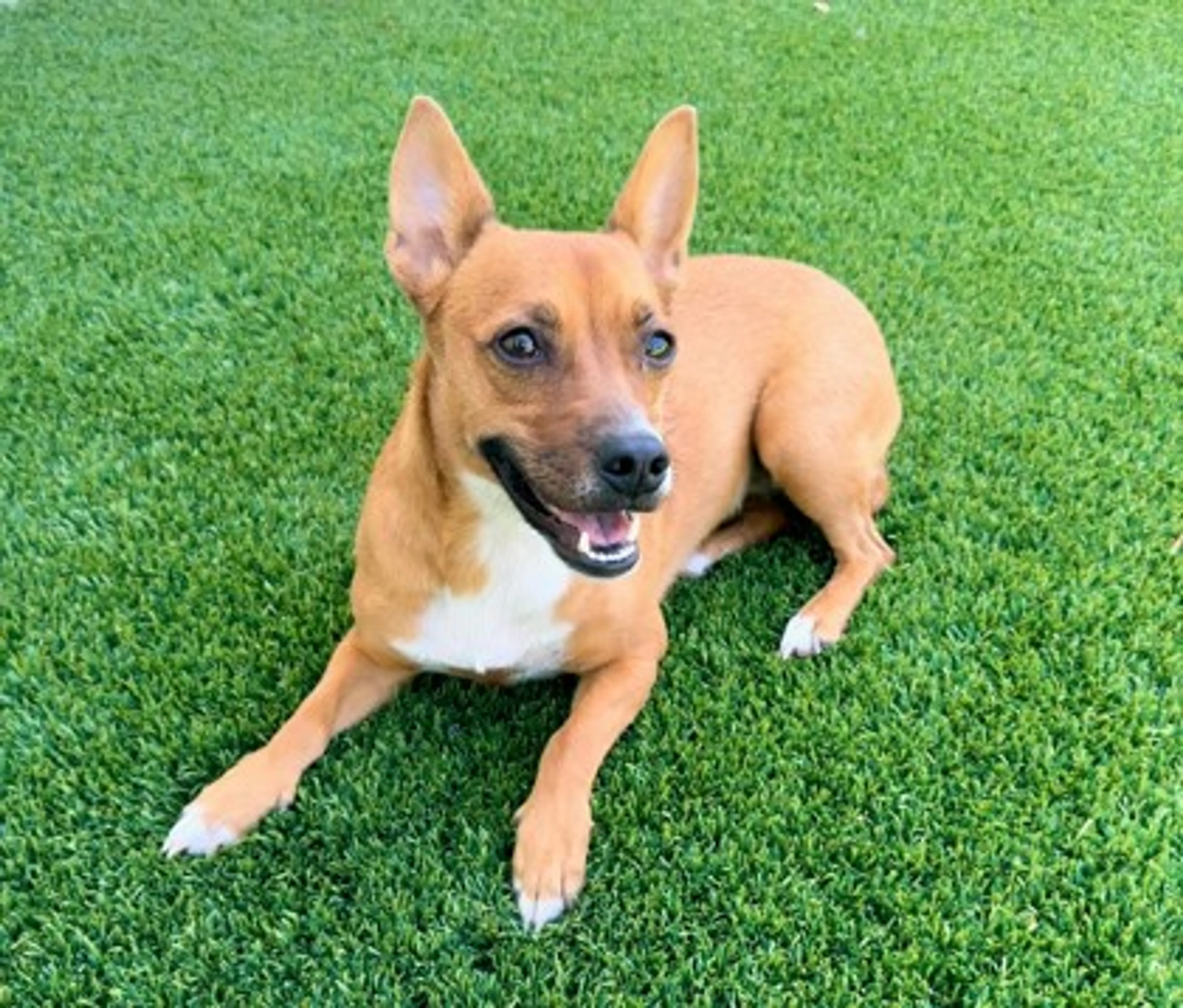 cdn image