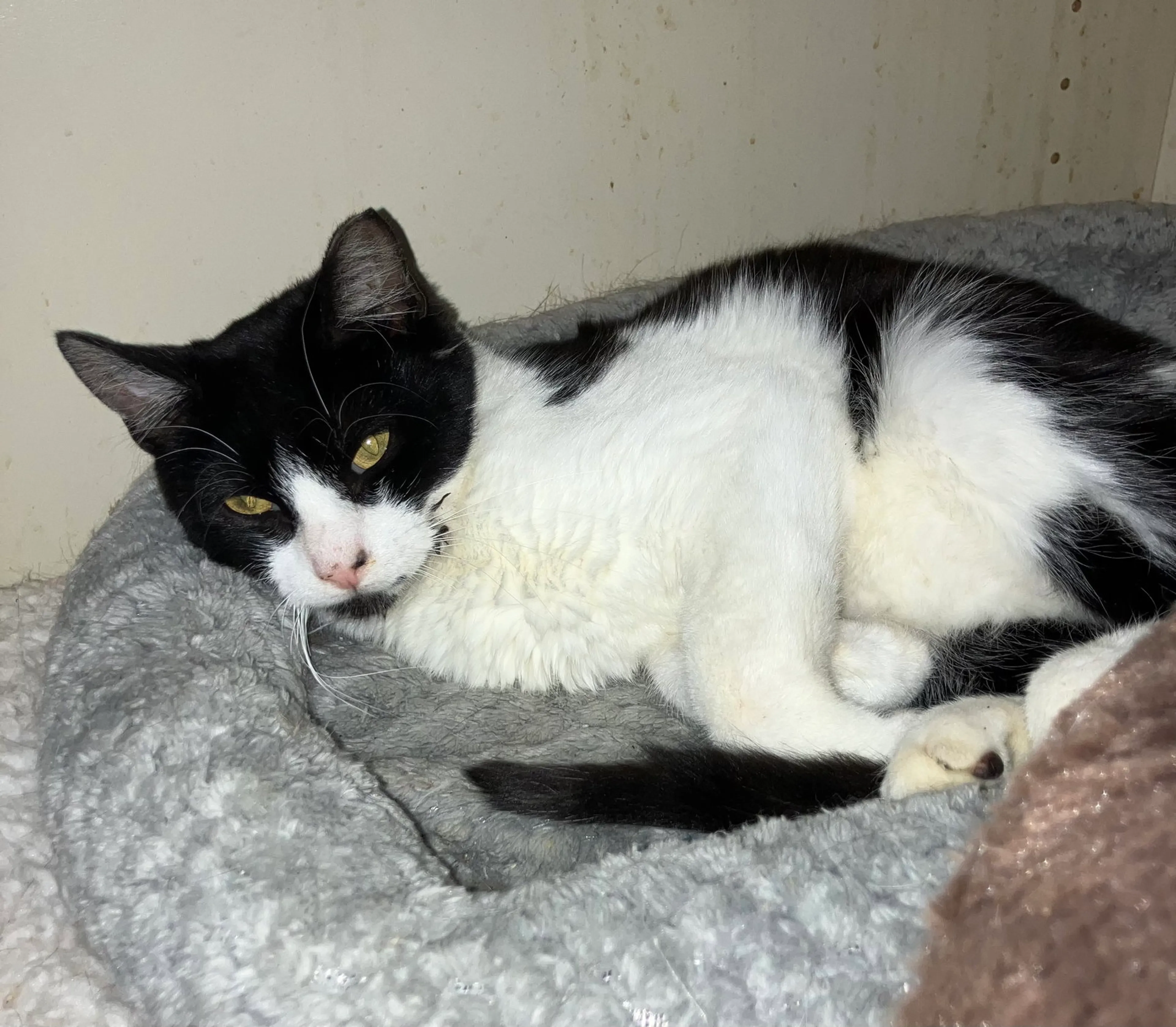 Found pet-4