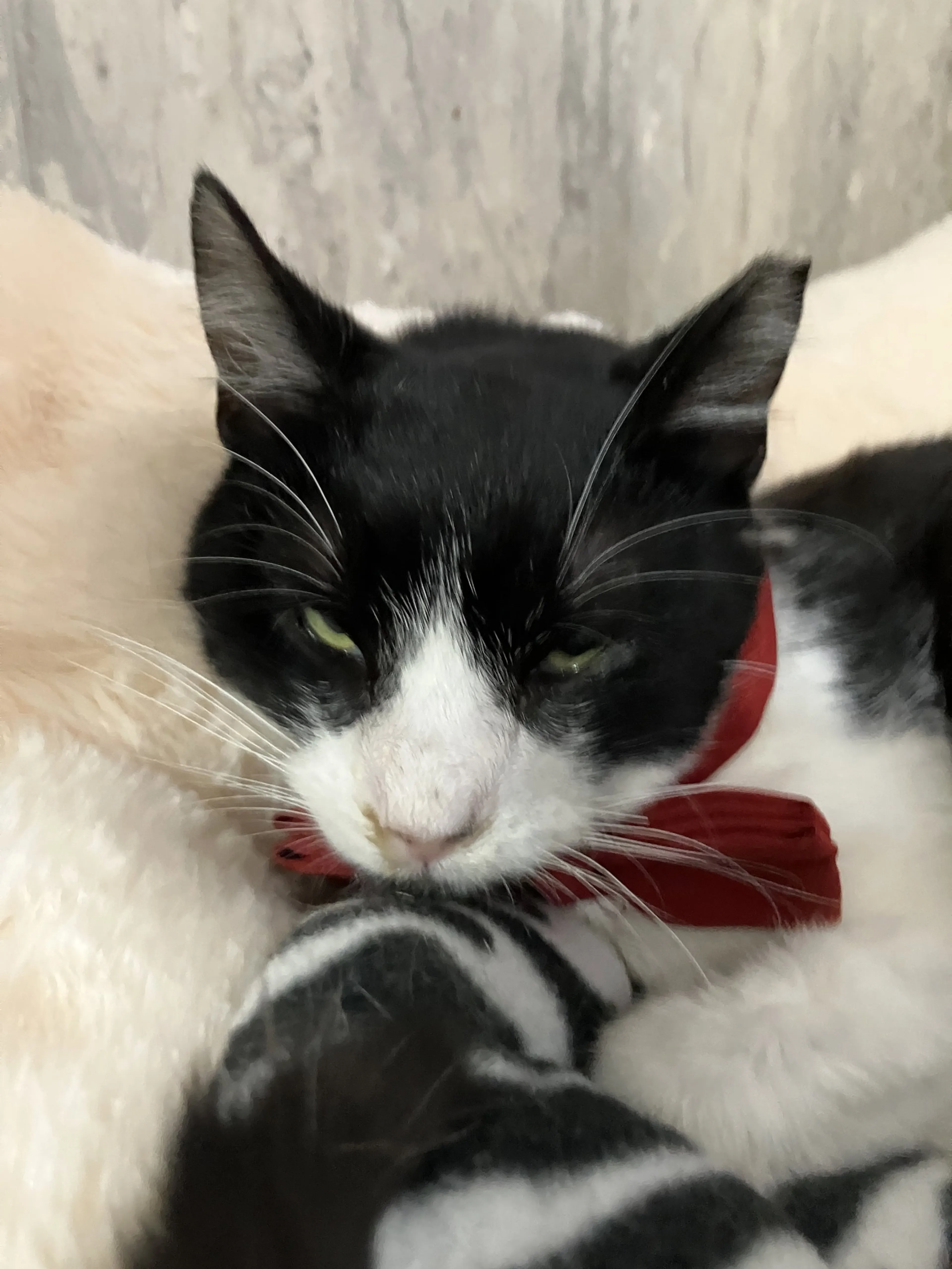 Found pet-3