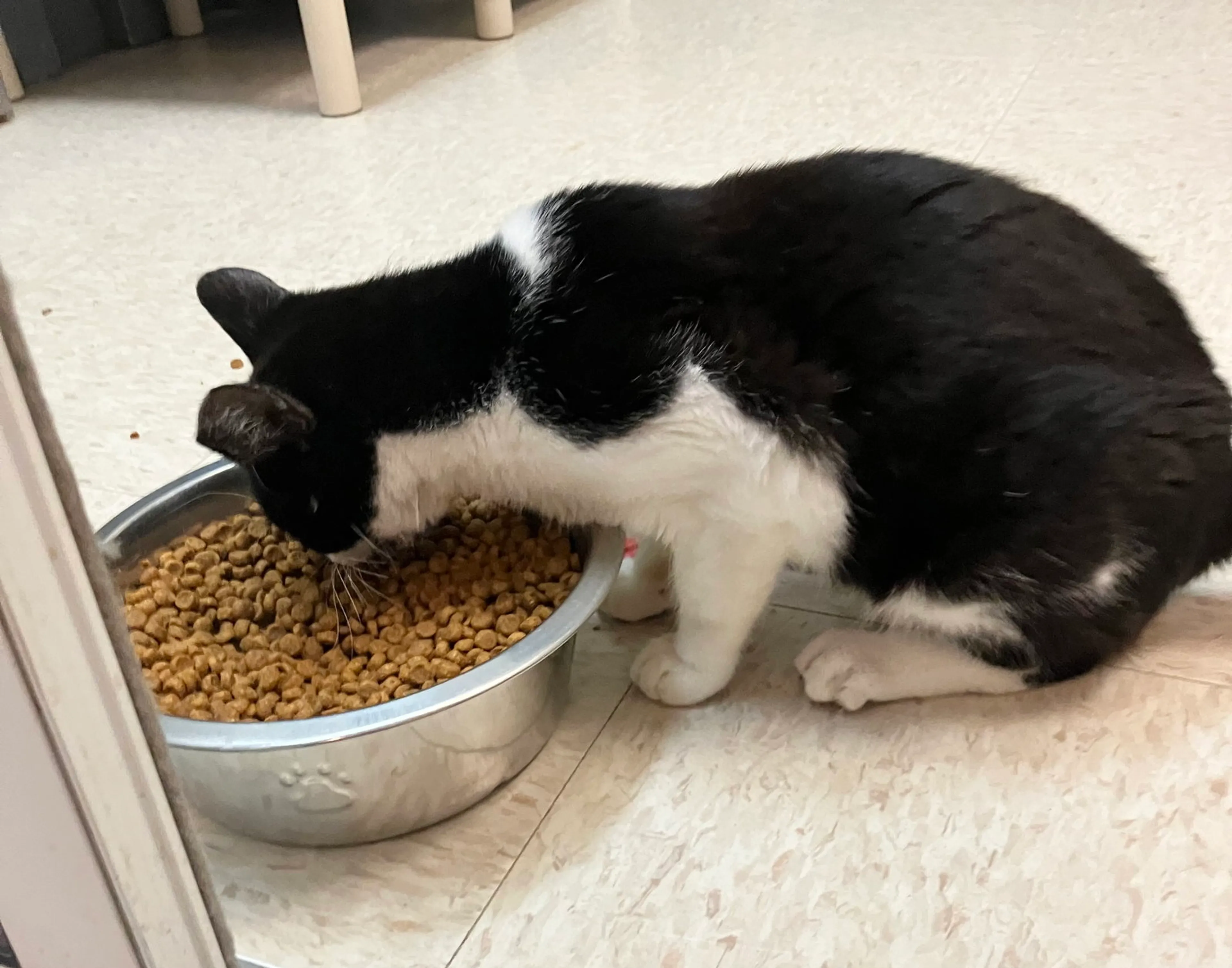 Found pet-5
