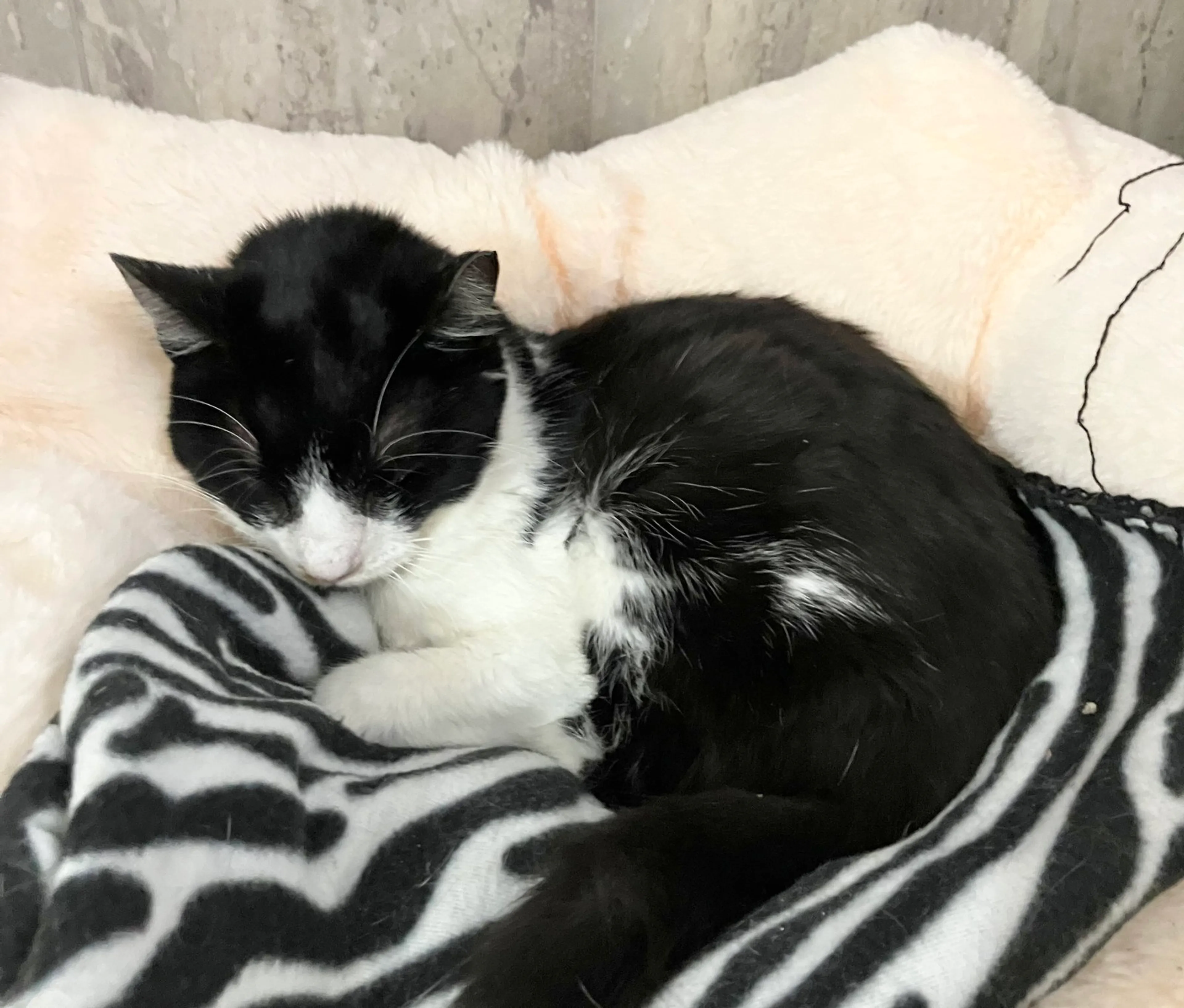 Found pet-2