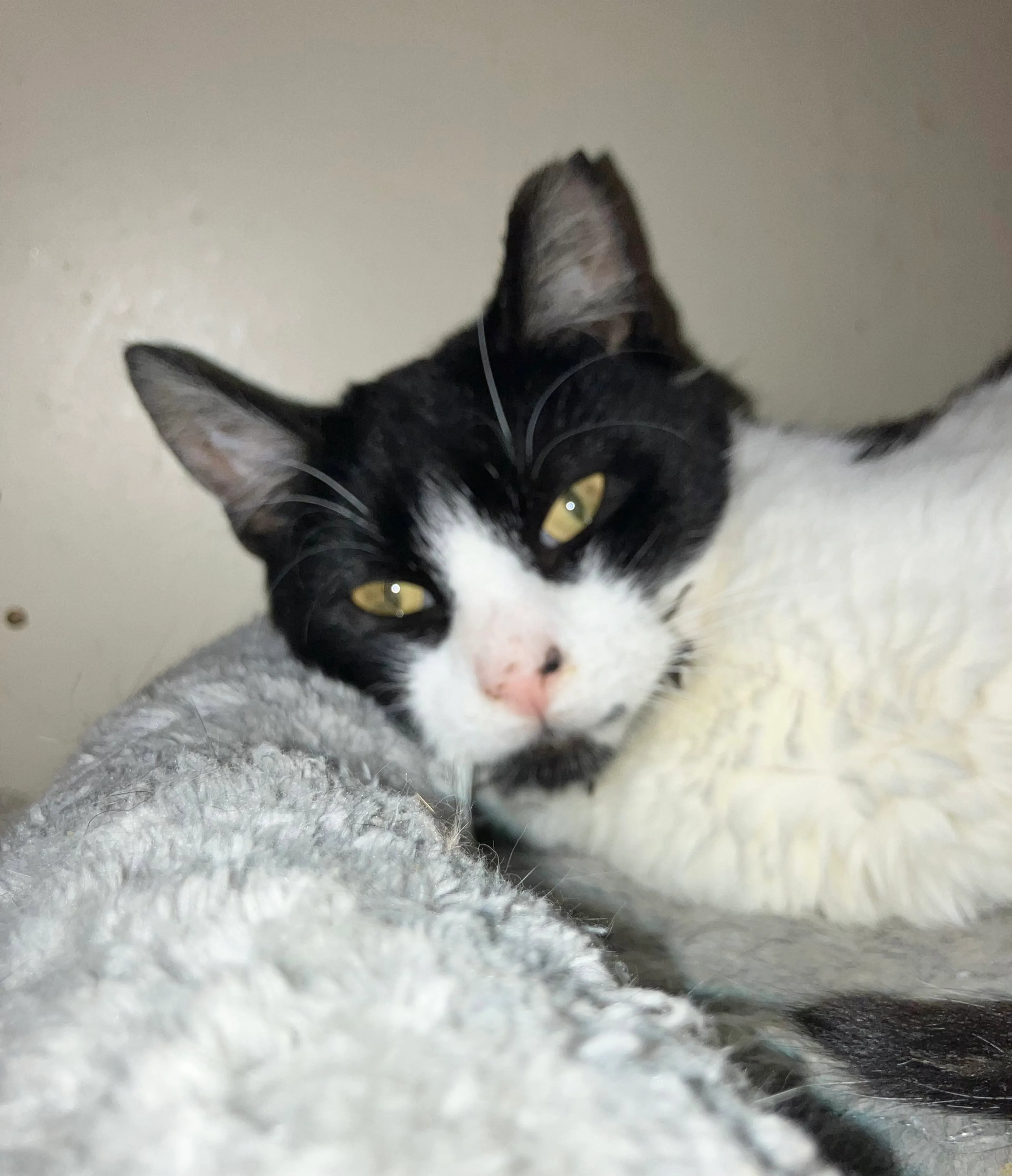 Found pet-1