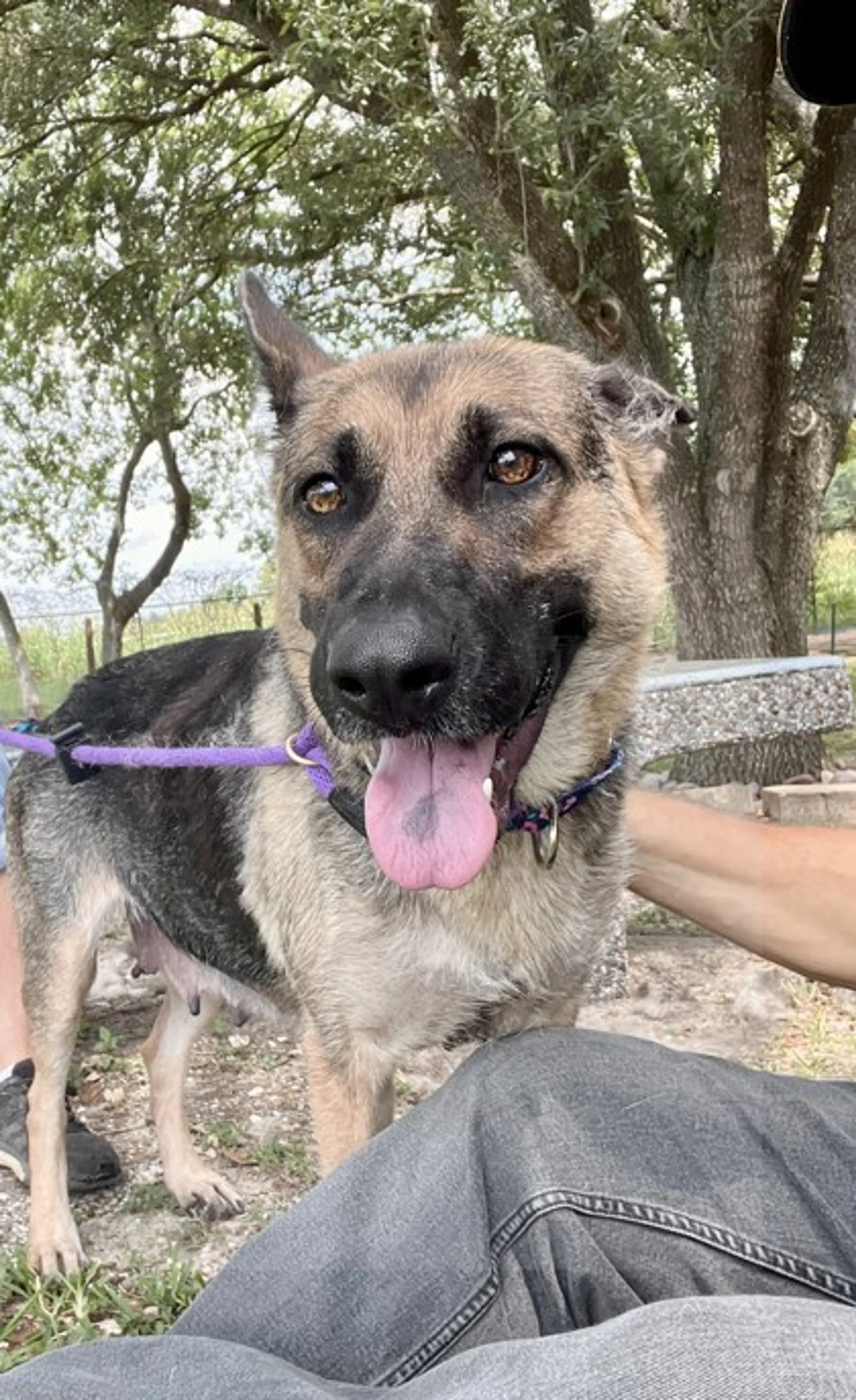 Found pet-1