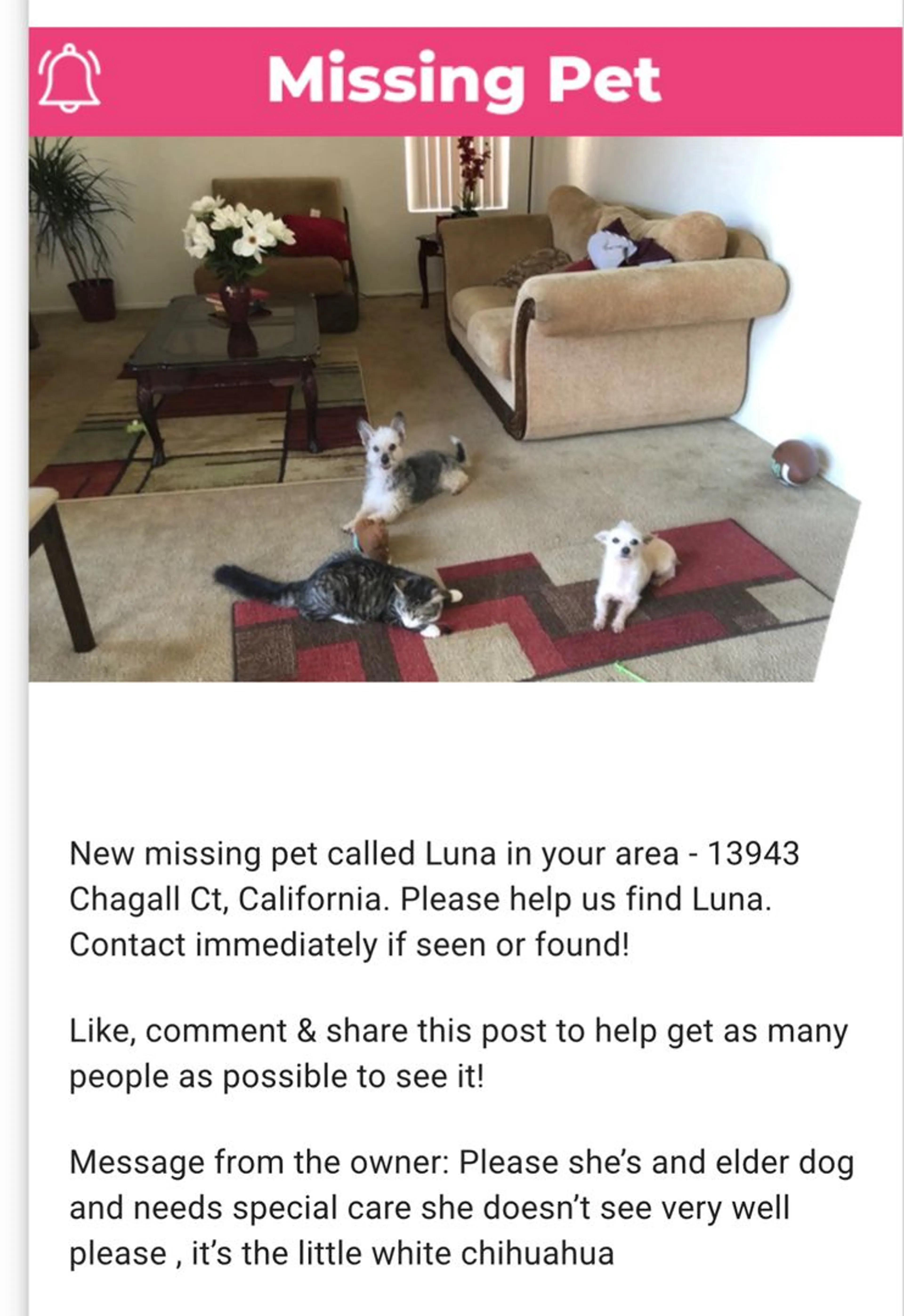 Lost pet