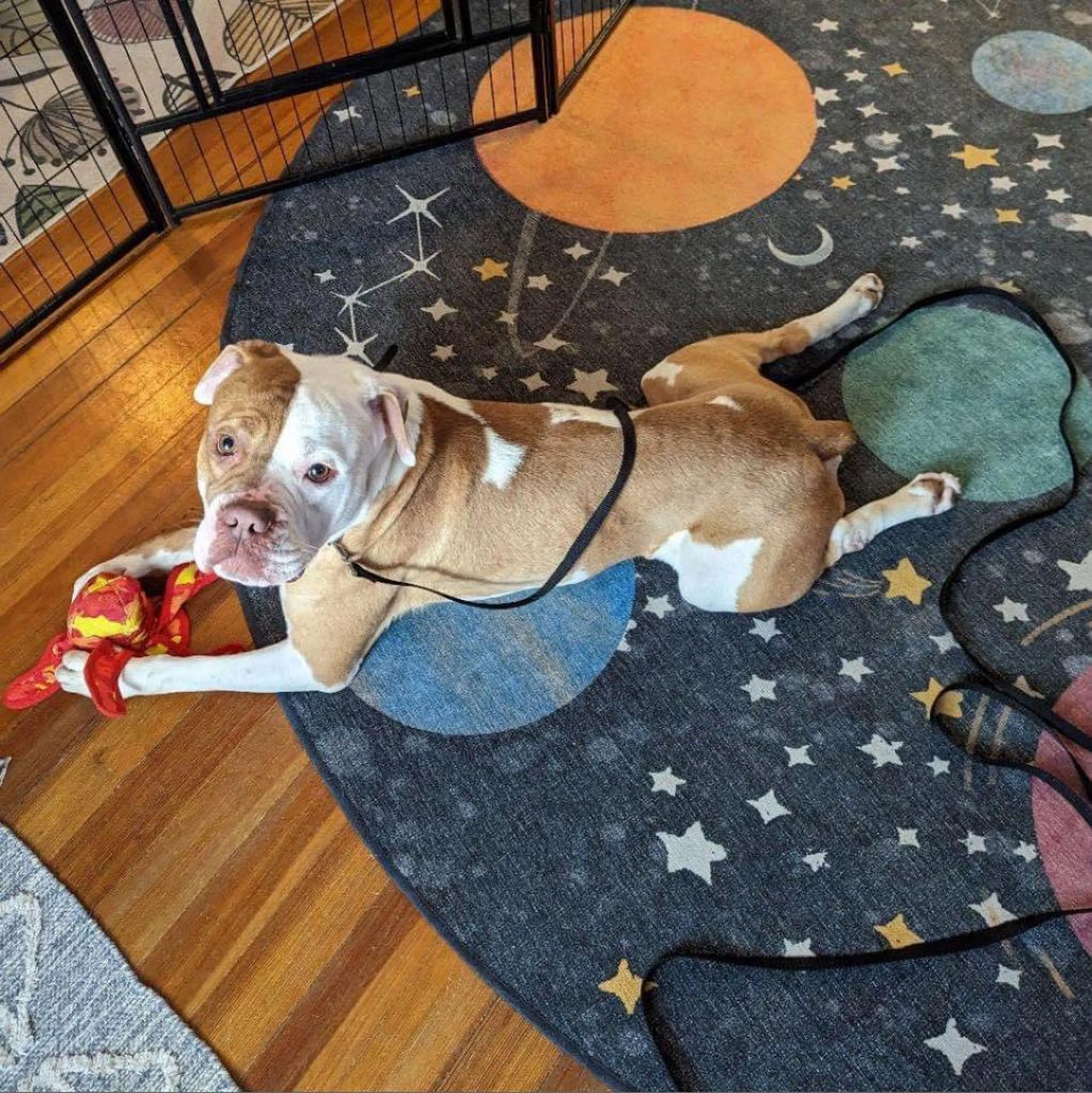 Found pet-6