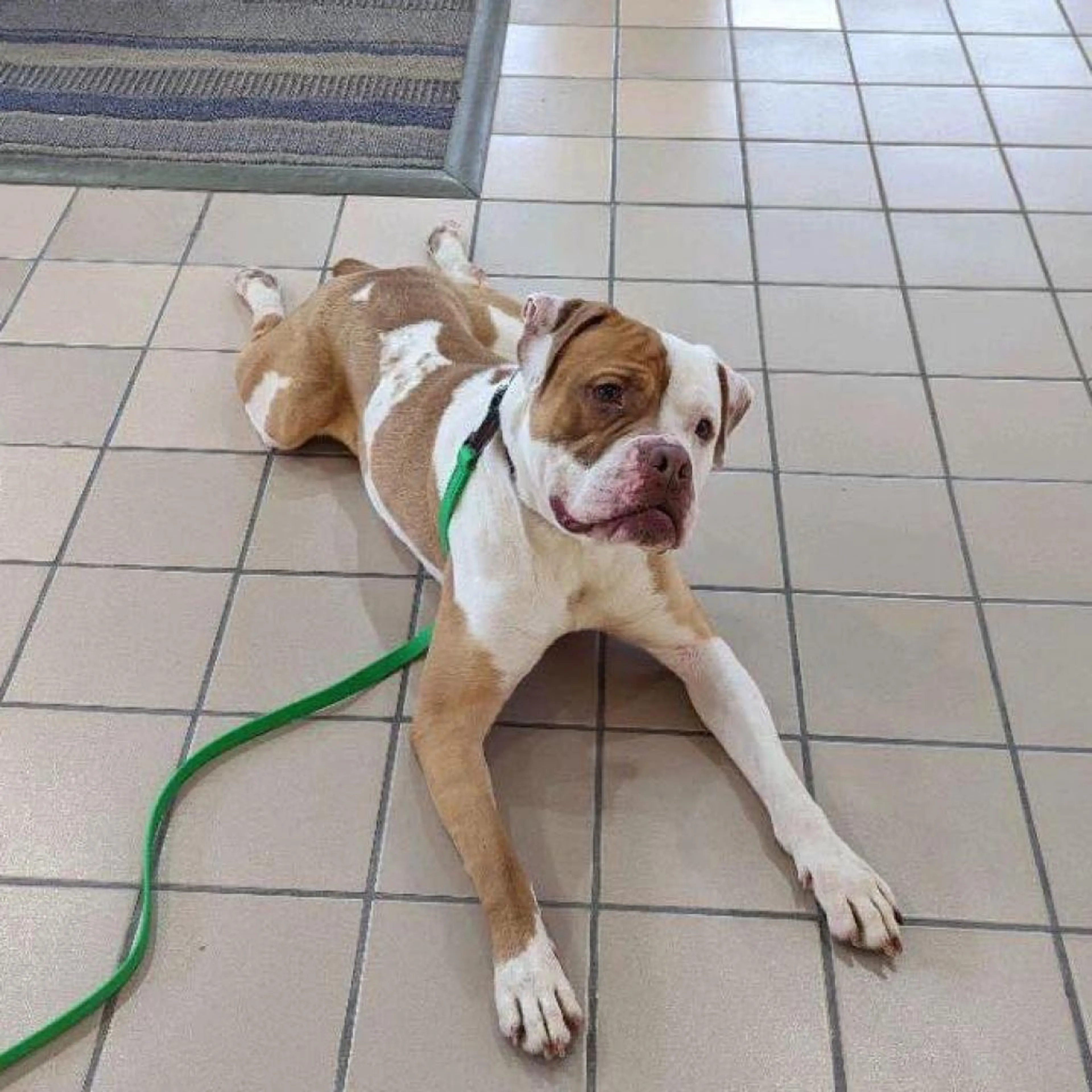 Found pet-5
