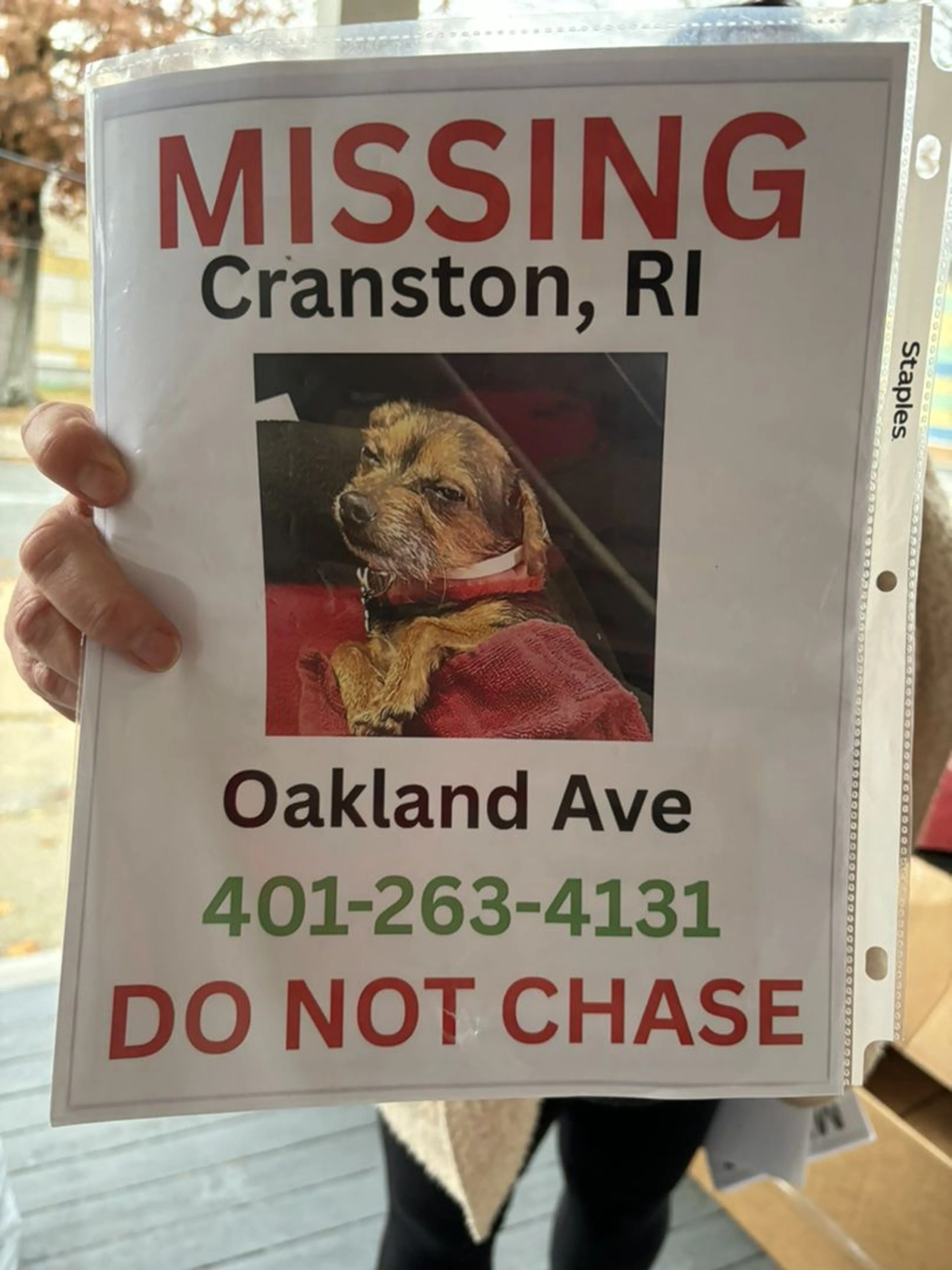 Lost pet