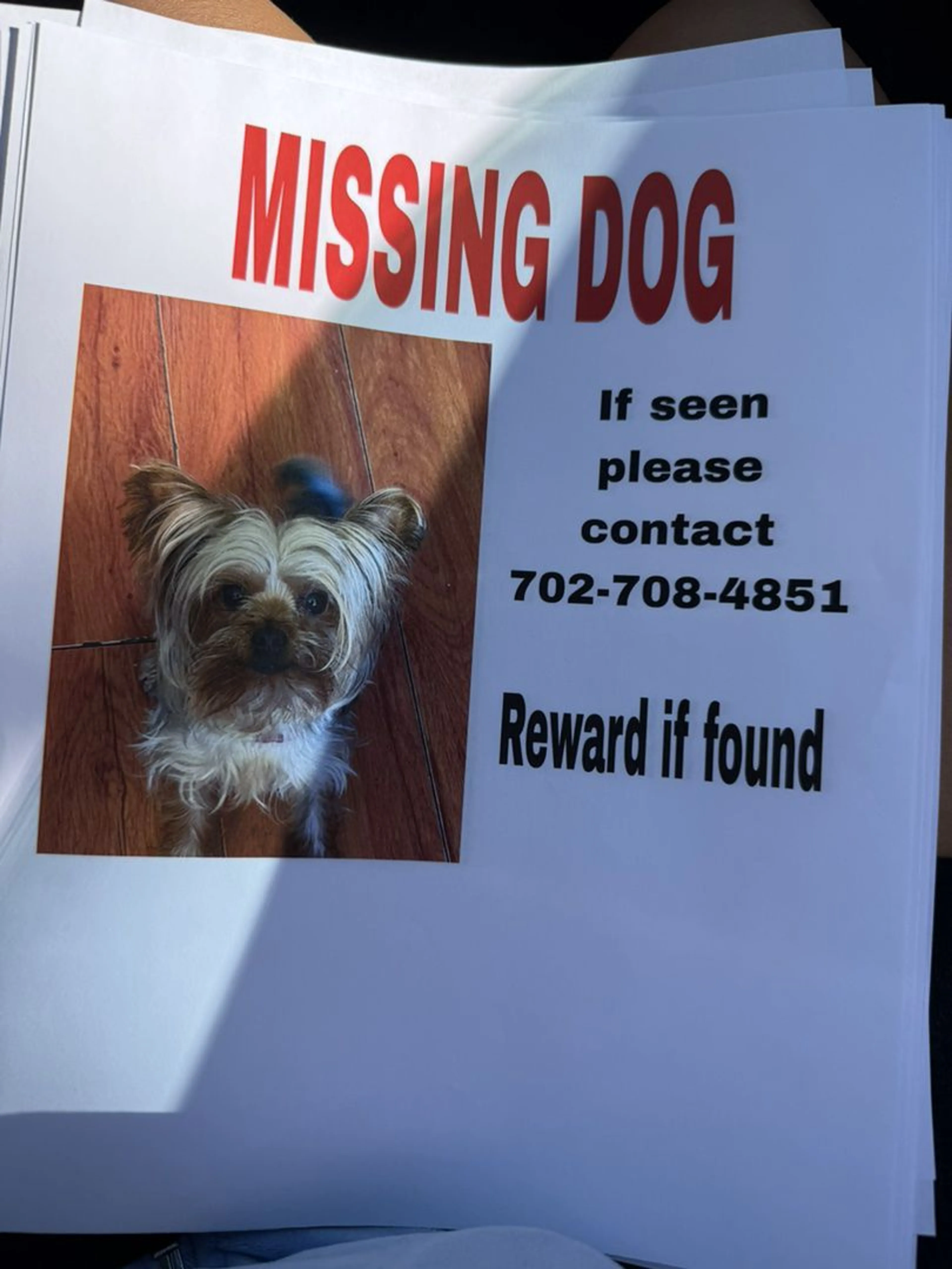 Lost pet