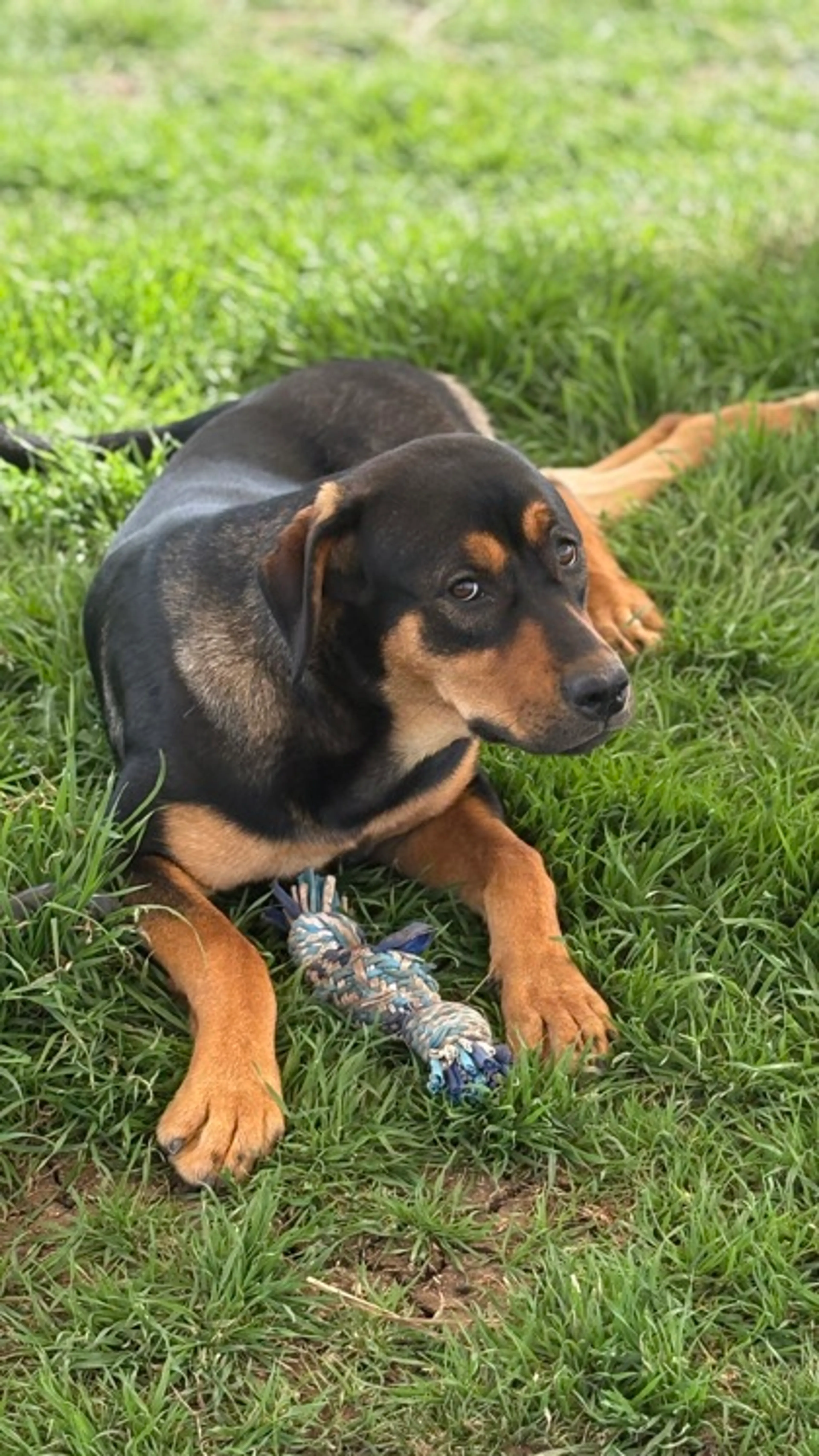 Found pet-1