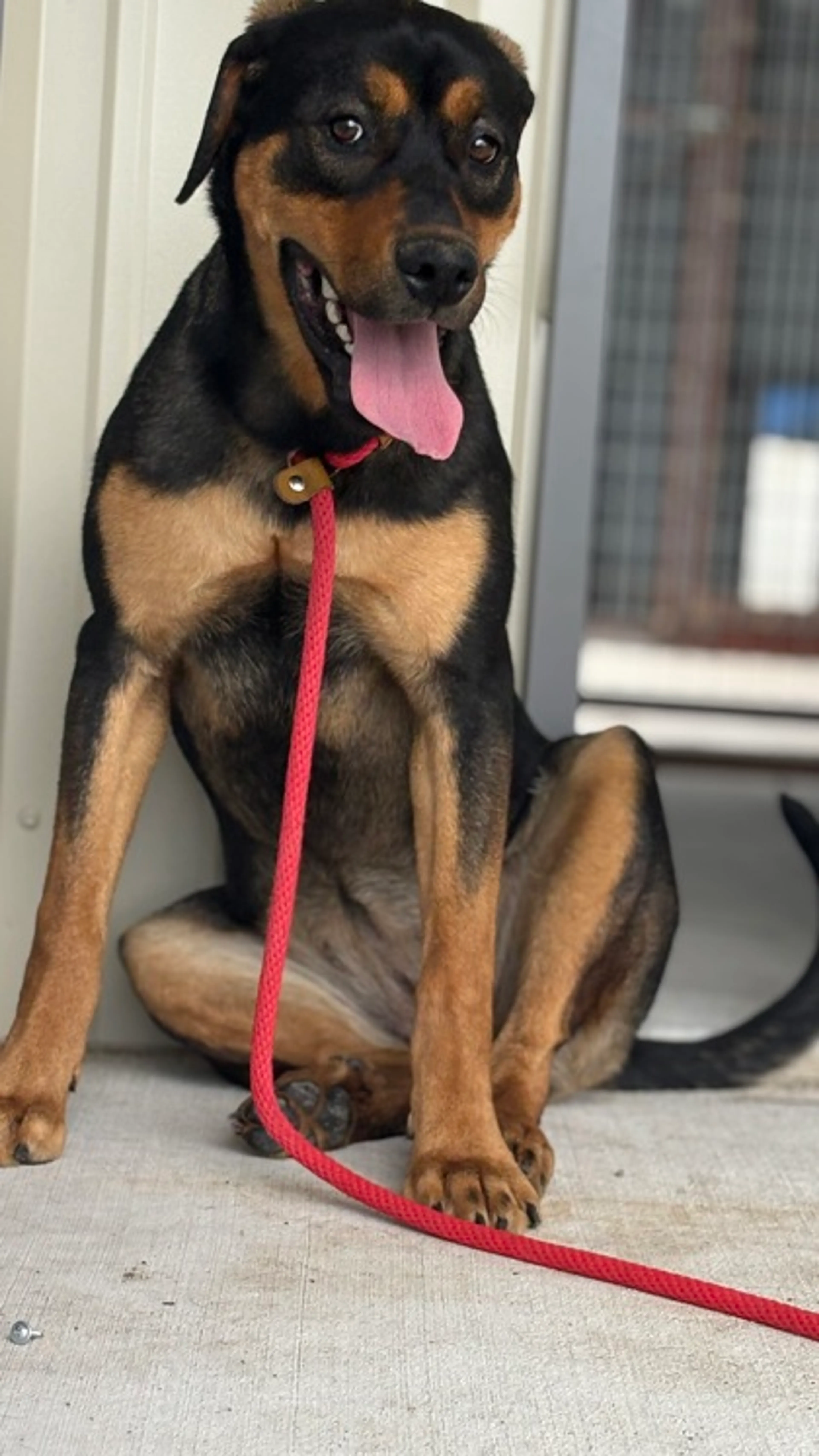 Found pet-2