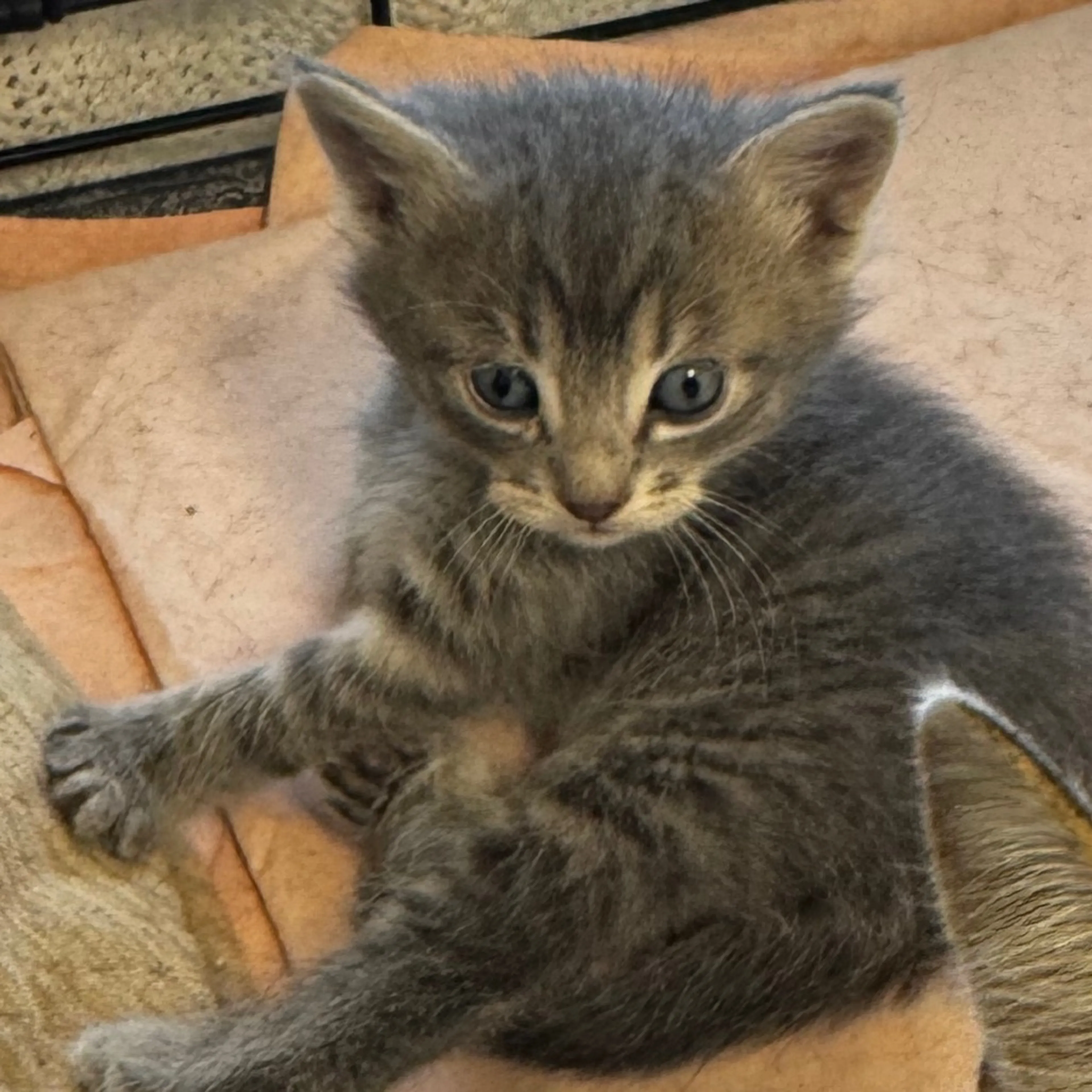 Found pet-0