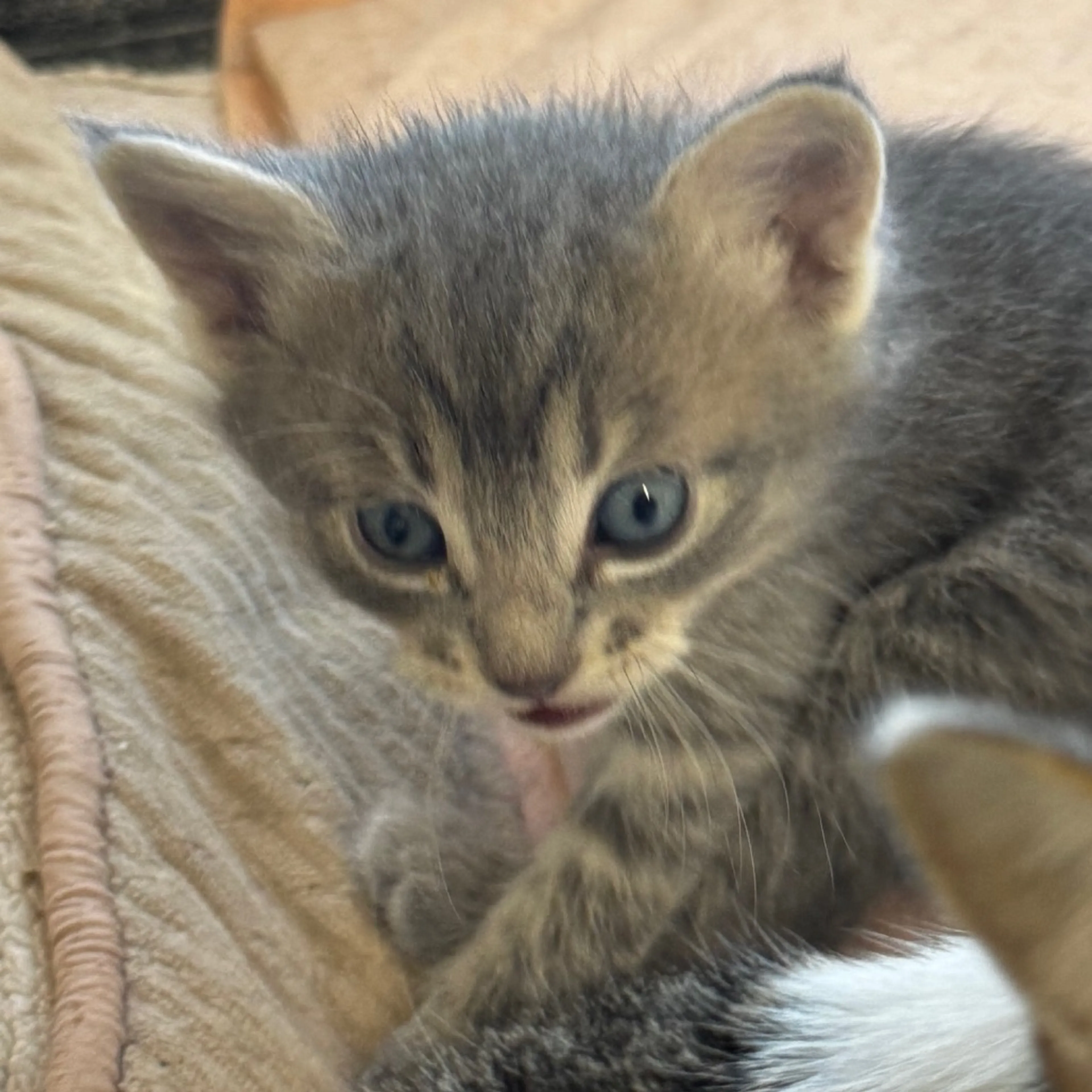 Found pet-1