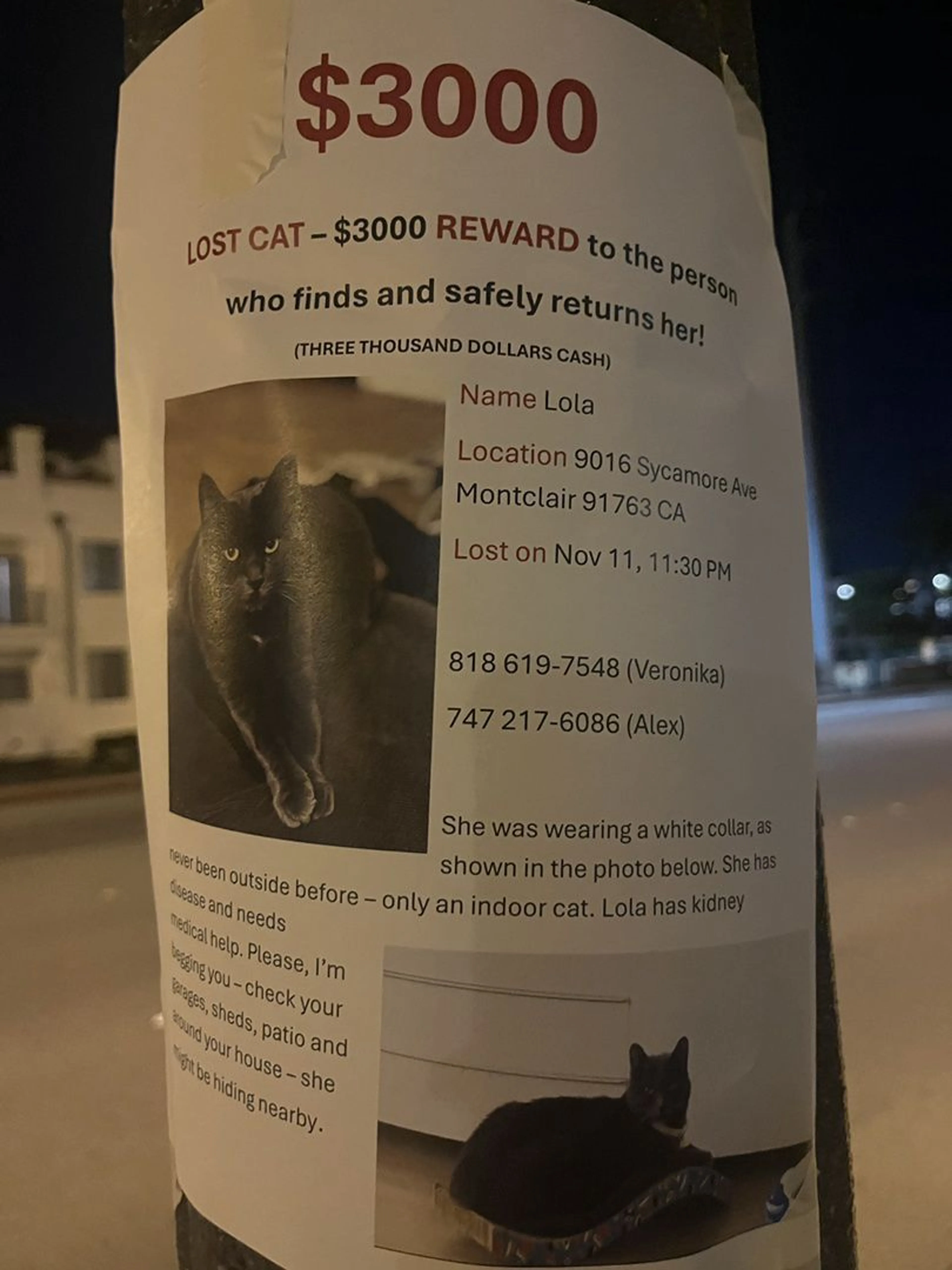 Lost pet