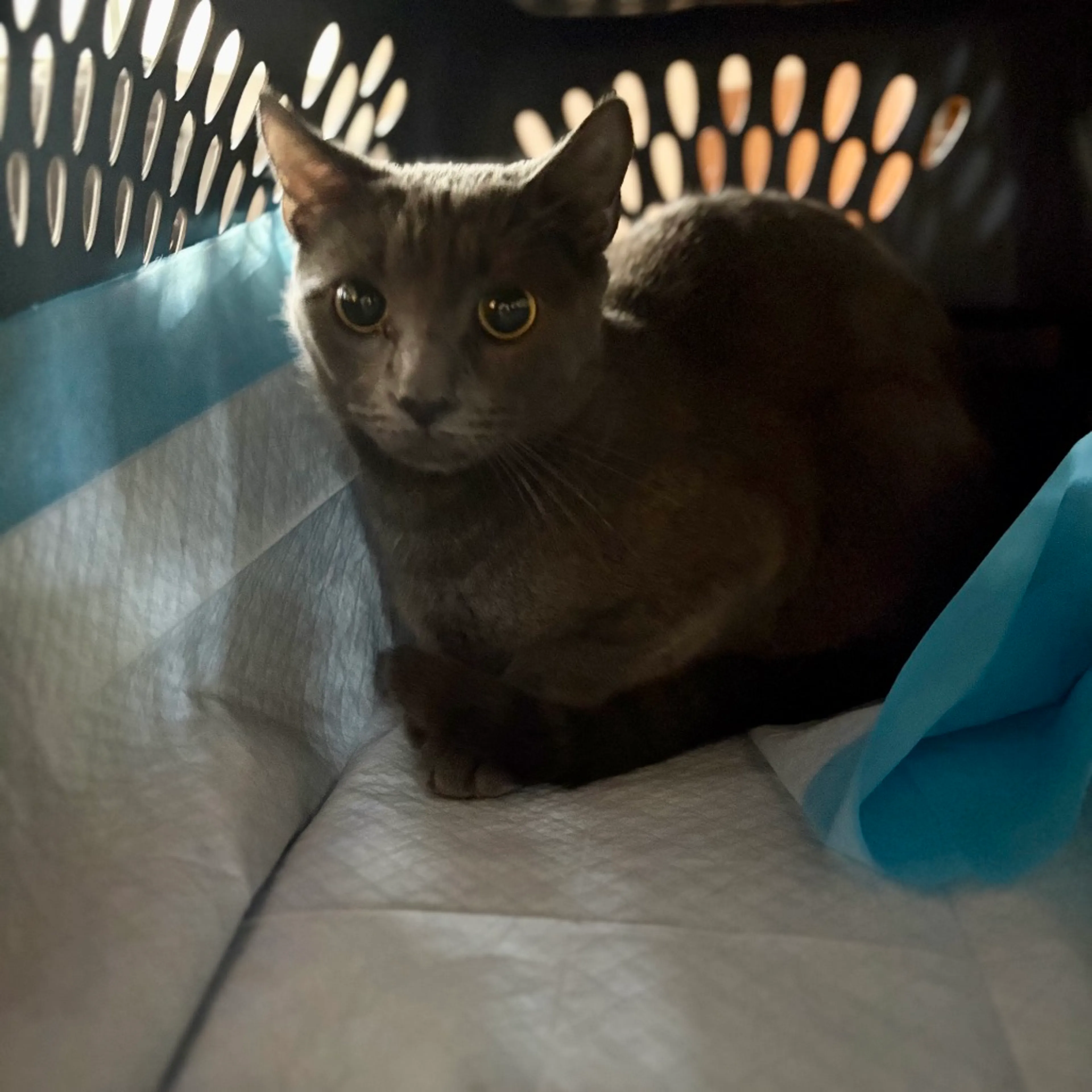 Found pet