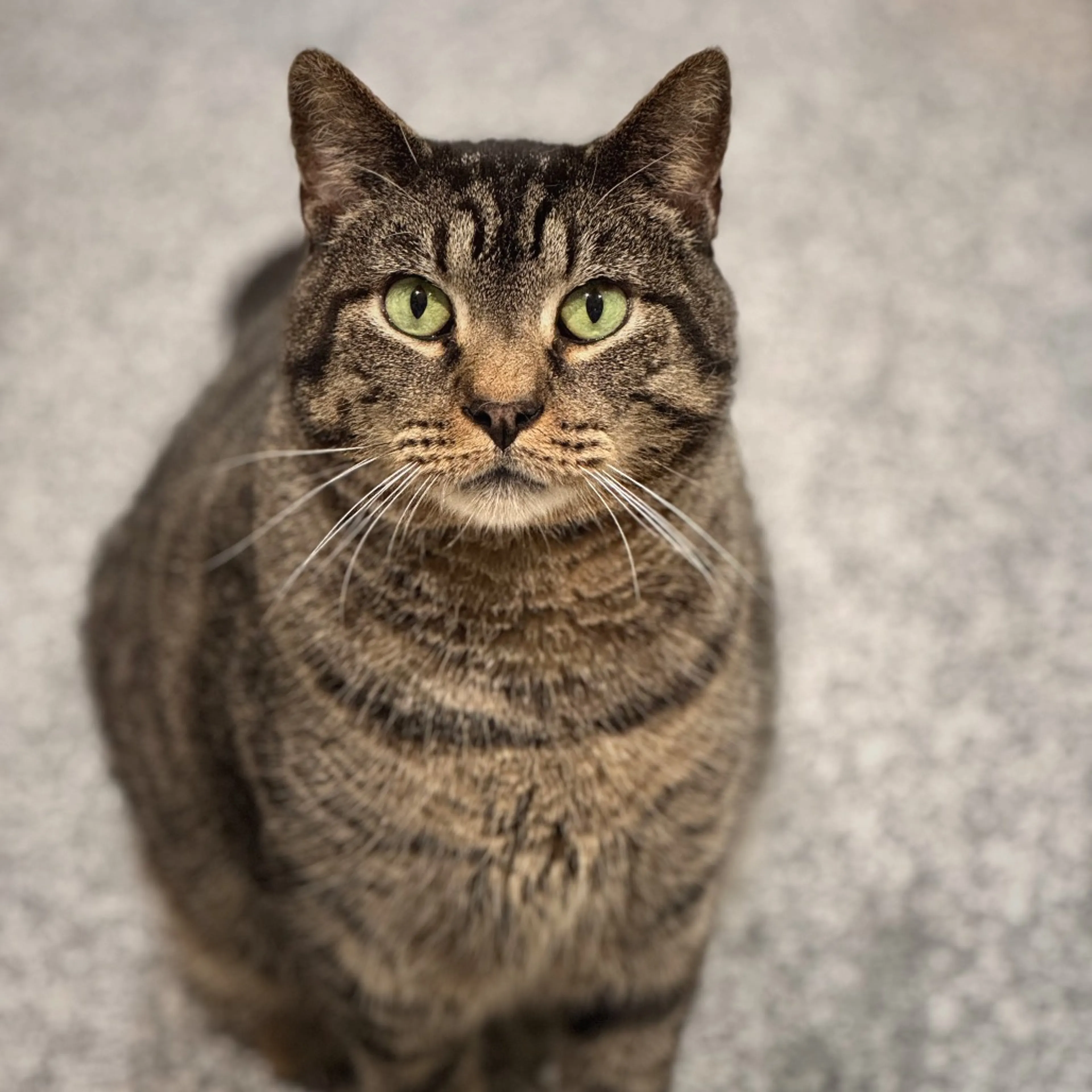 Found pet-2