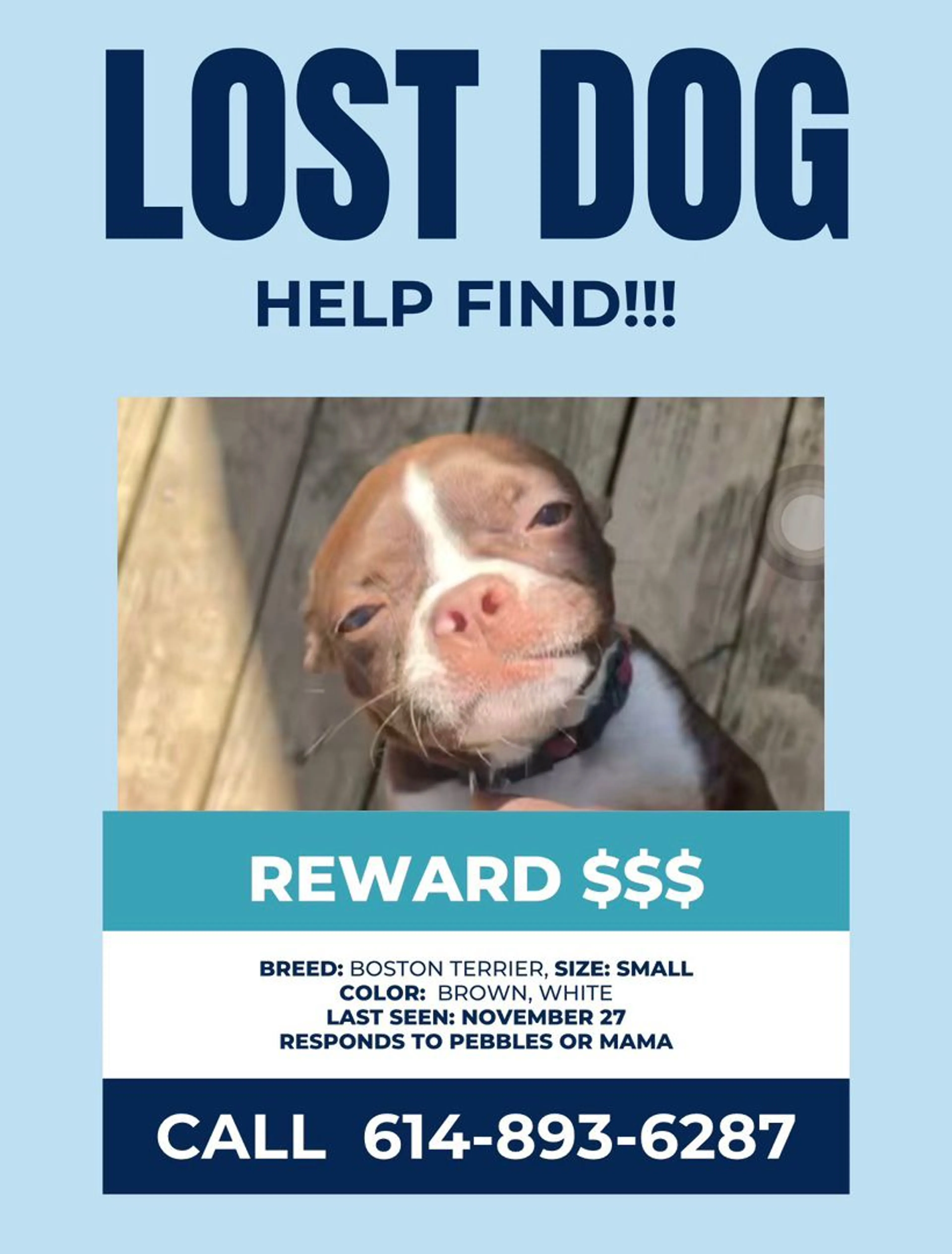 Lost pet