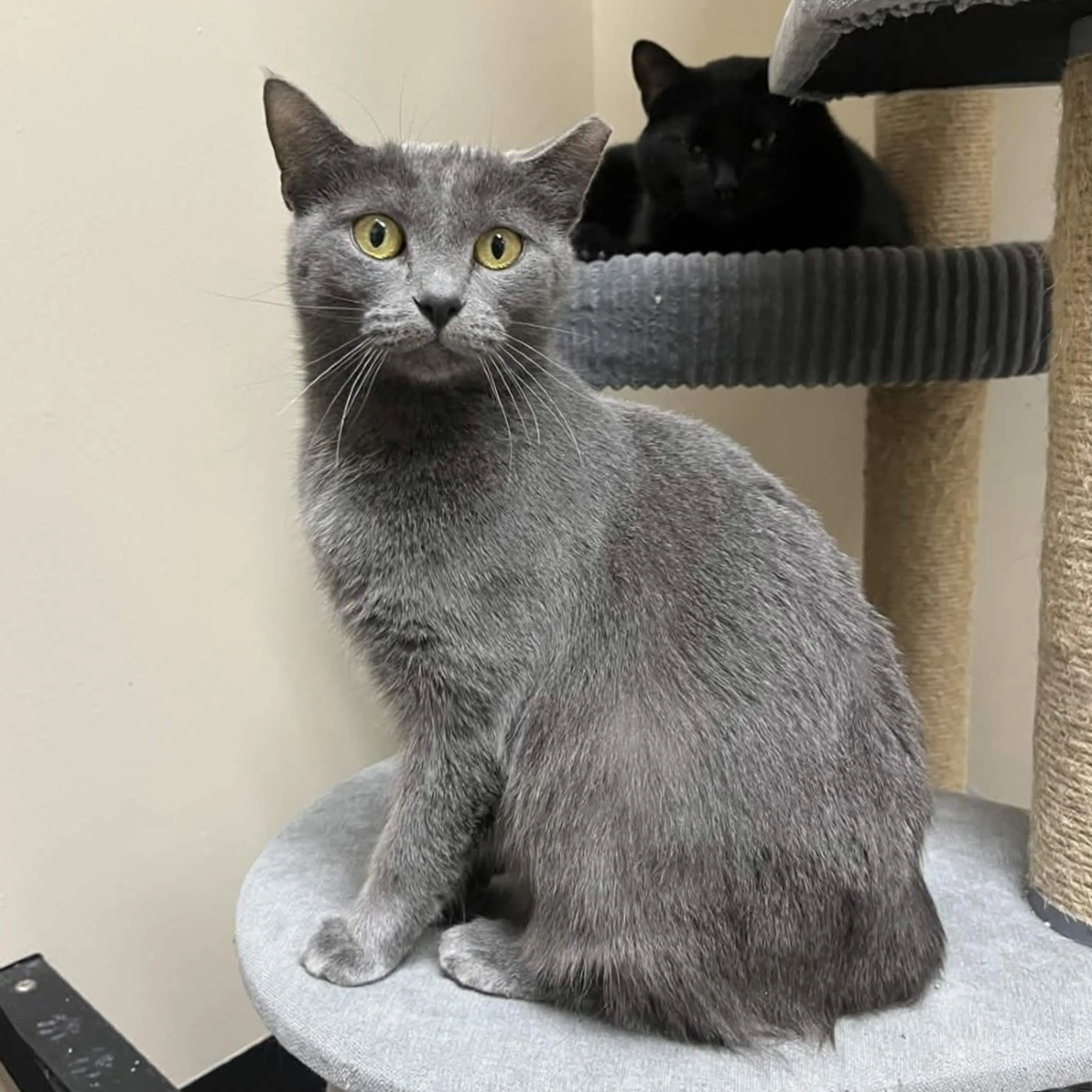 Found pet-4