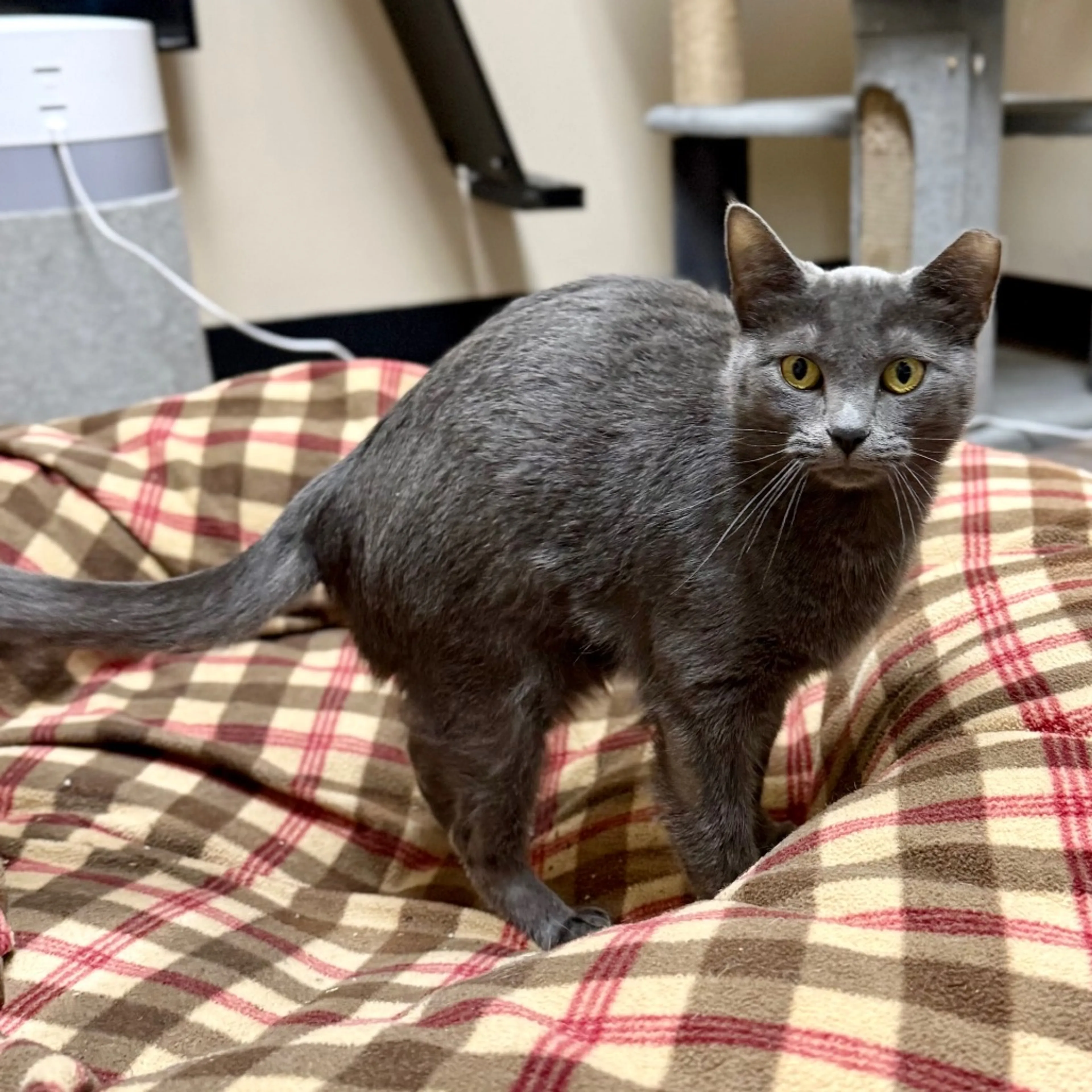 Found pet-3