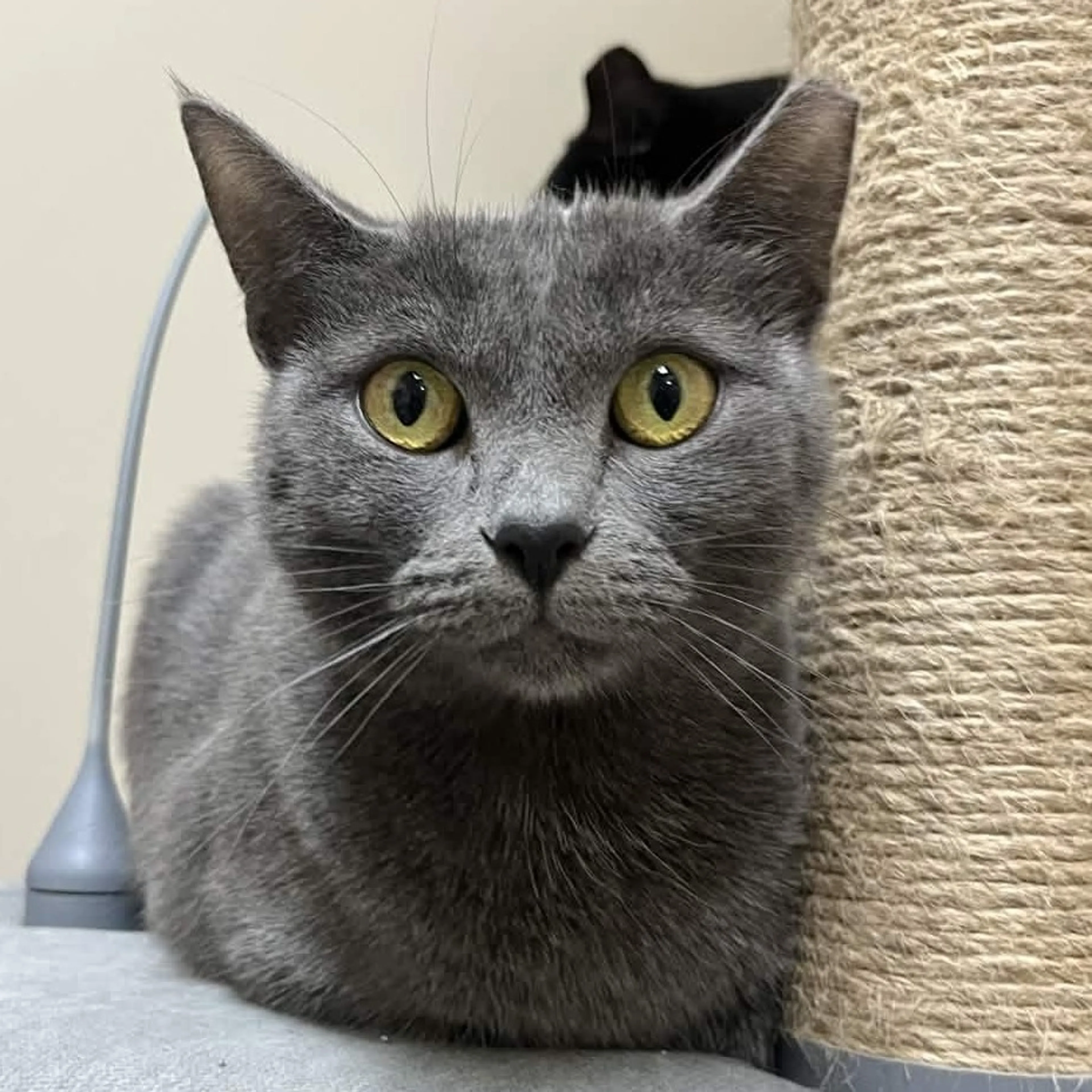 Found pet-5