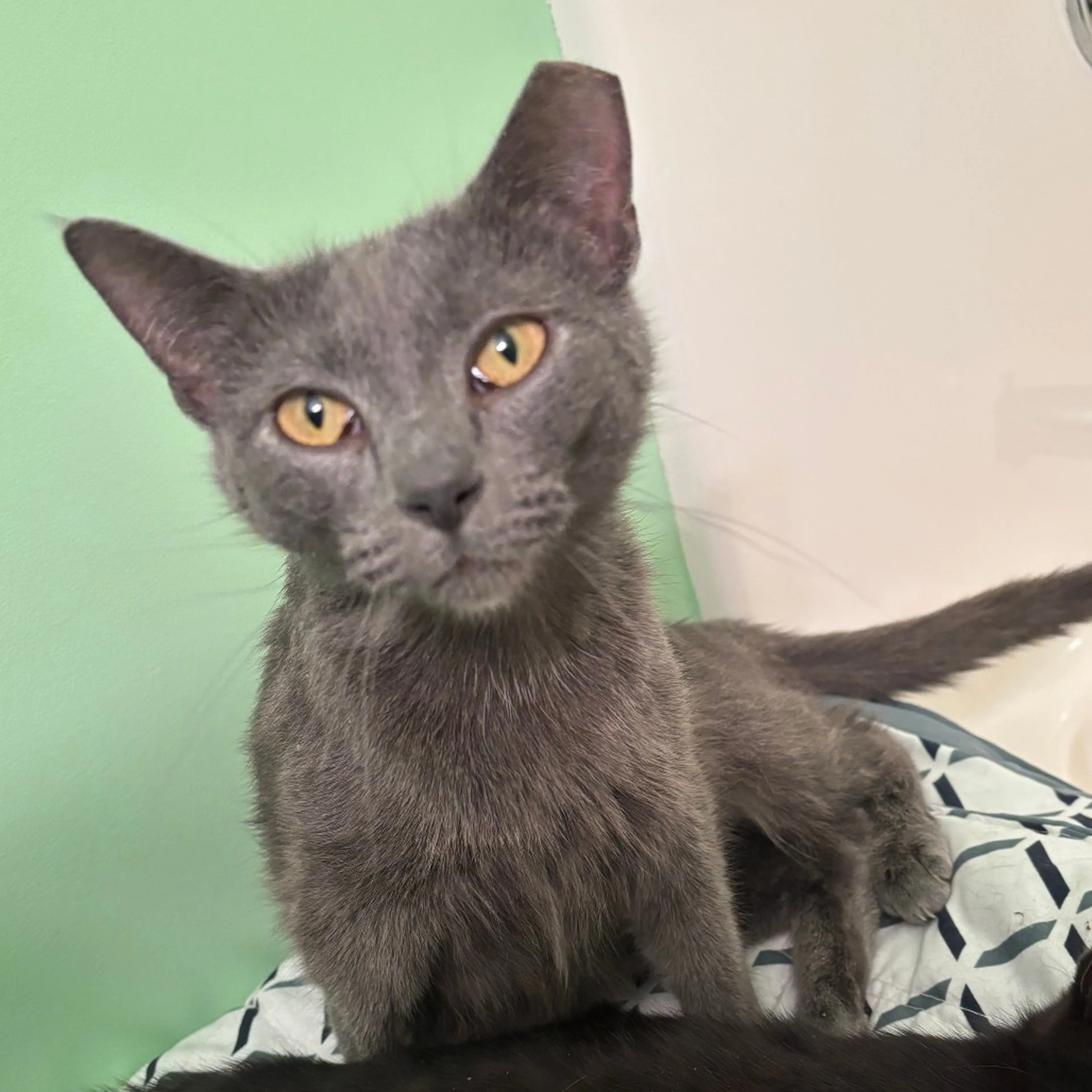 Found pet-2