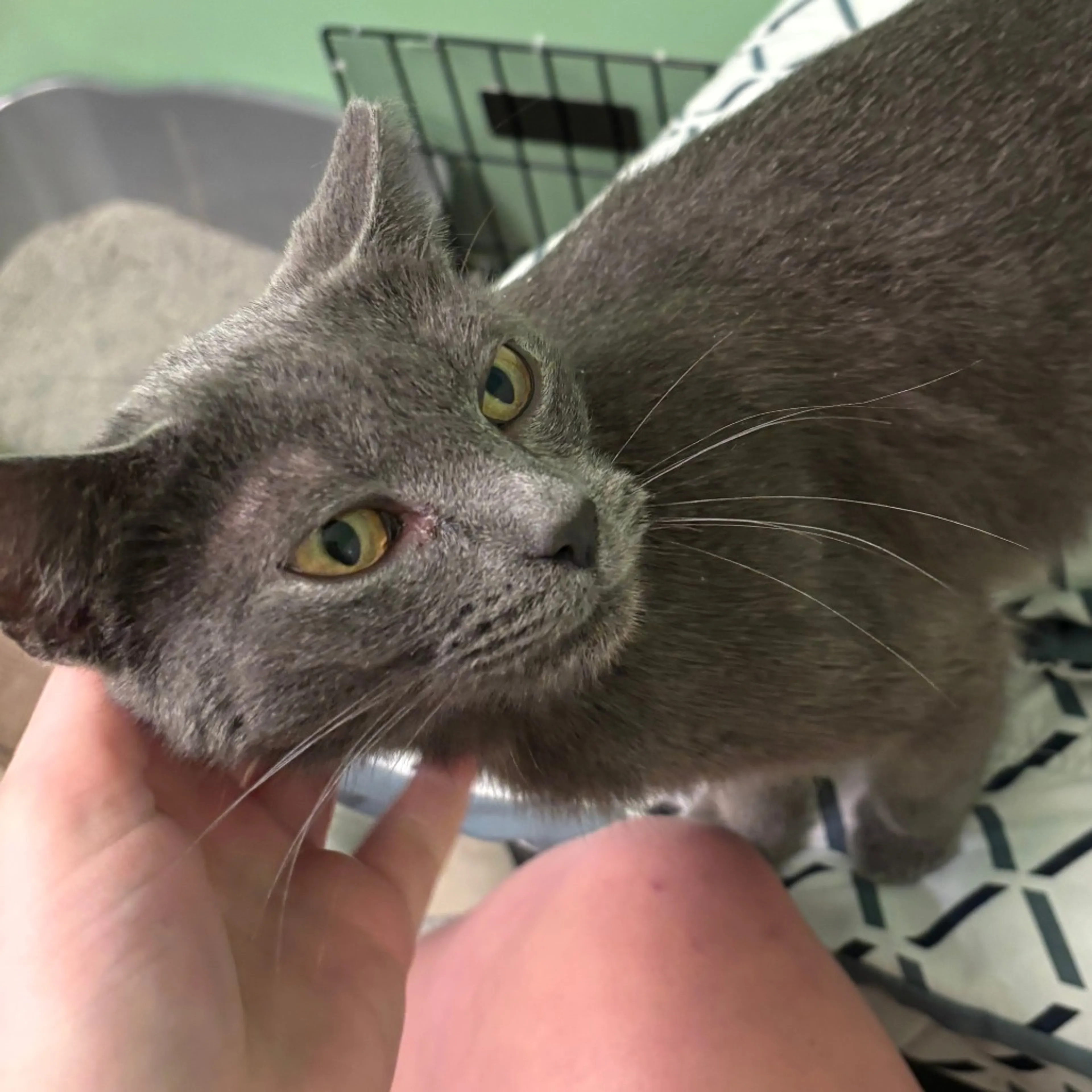 Found pet-1