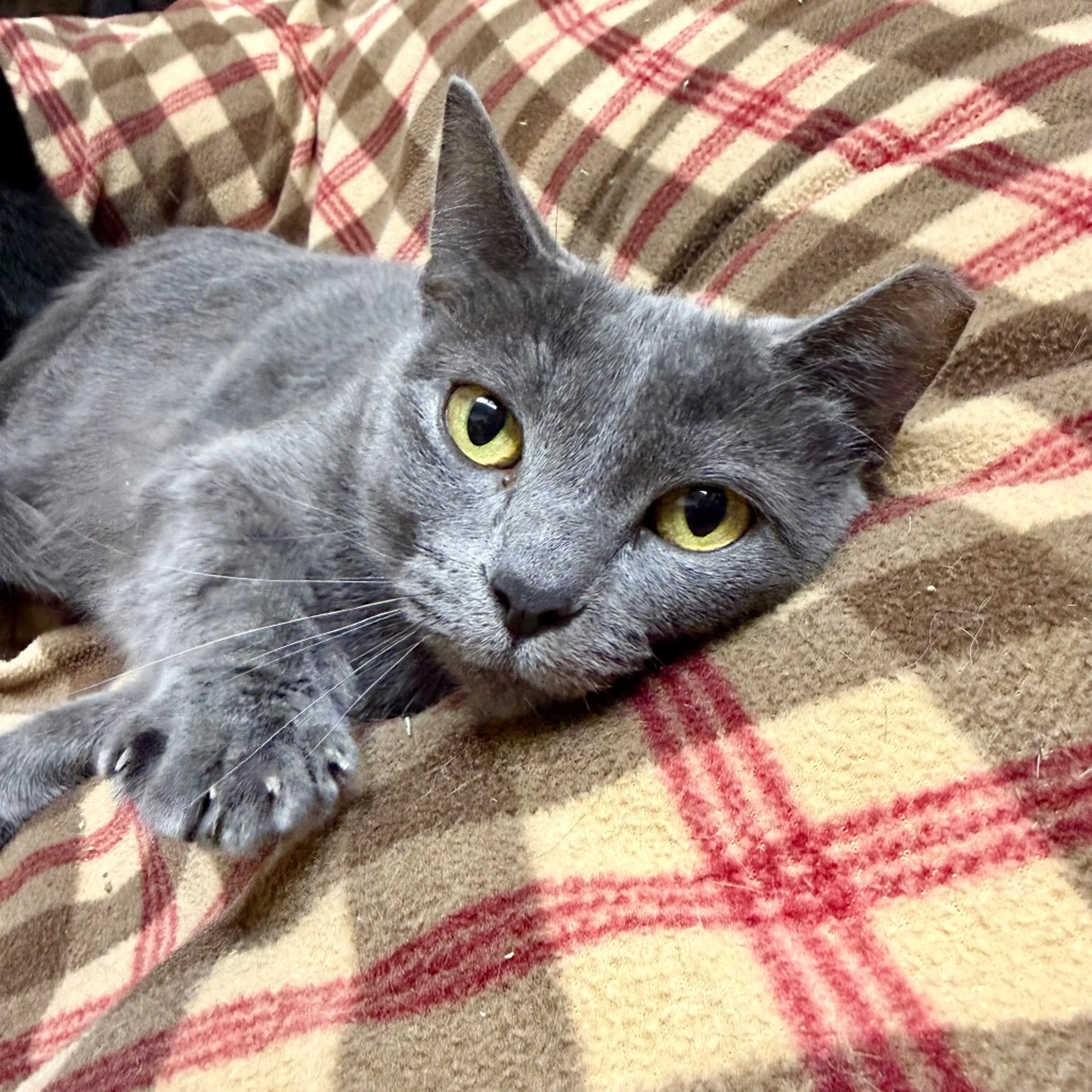 Found pet-0