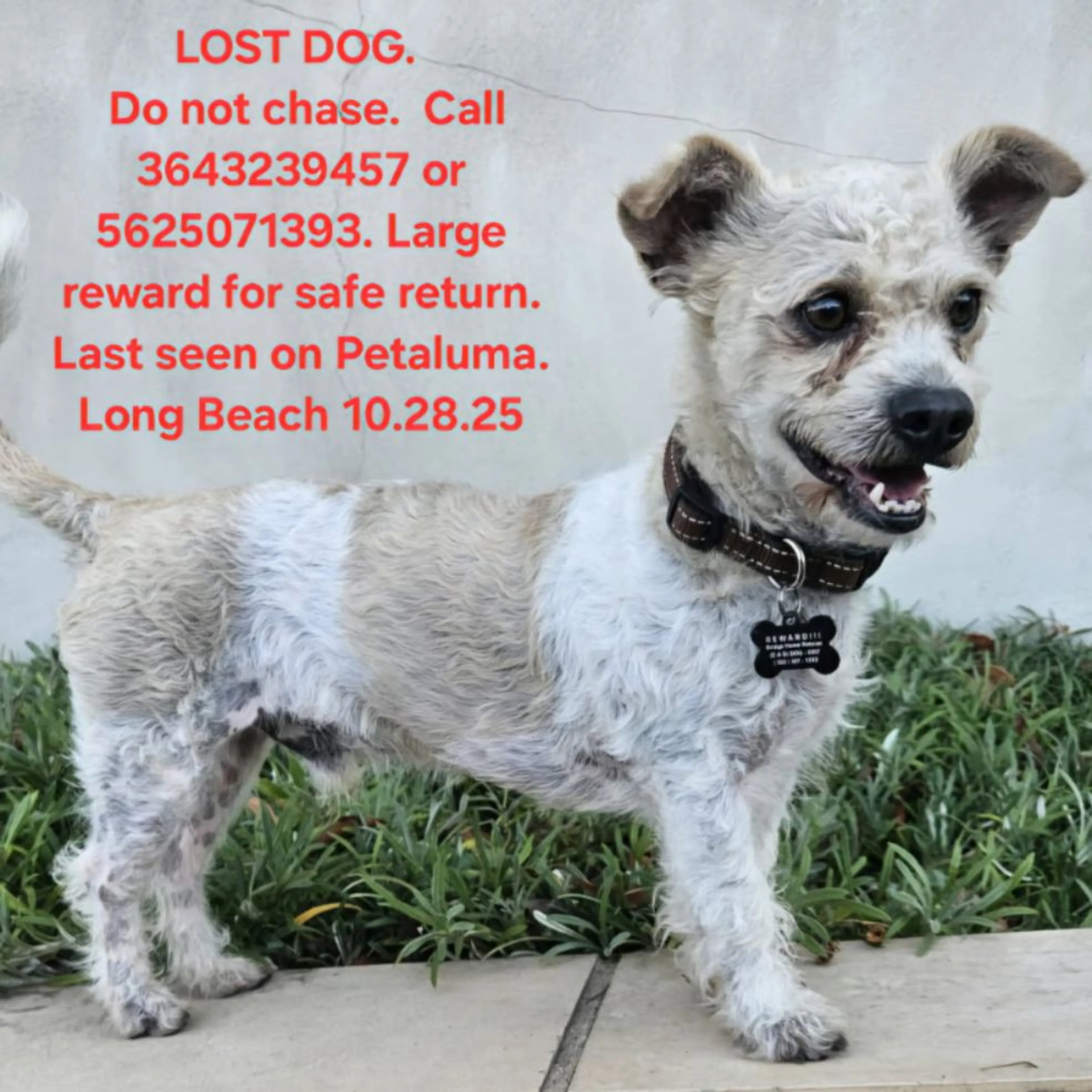 Lost pet