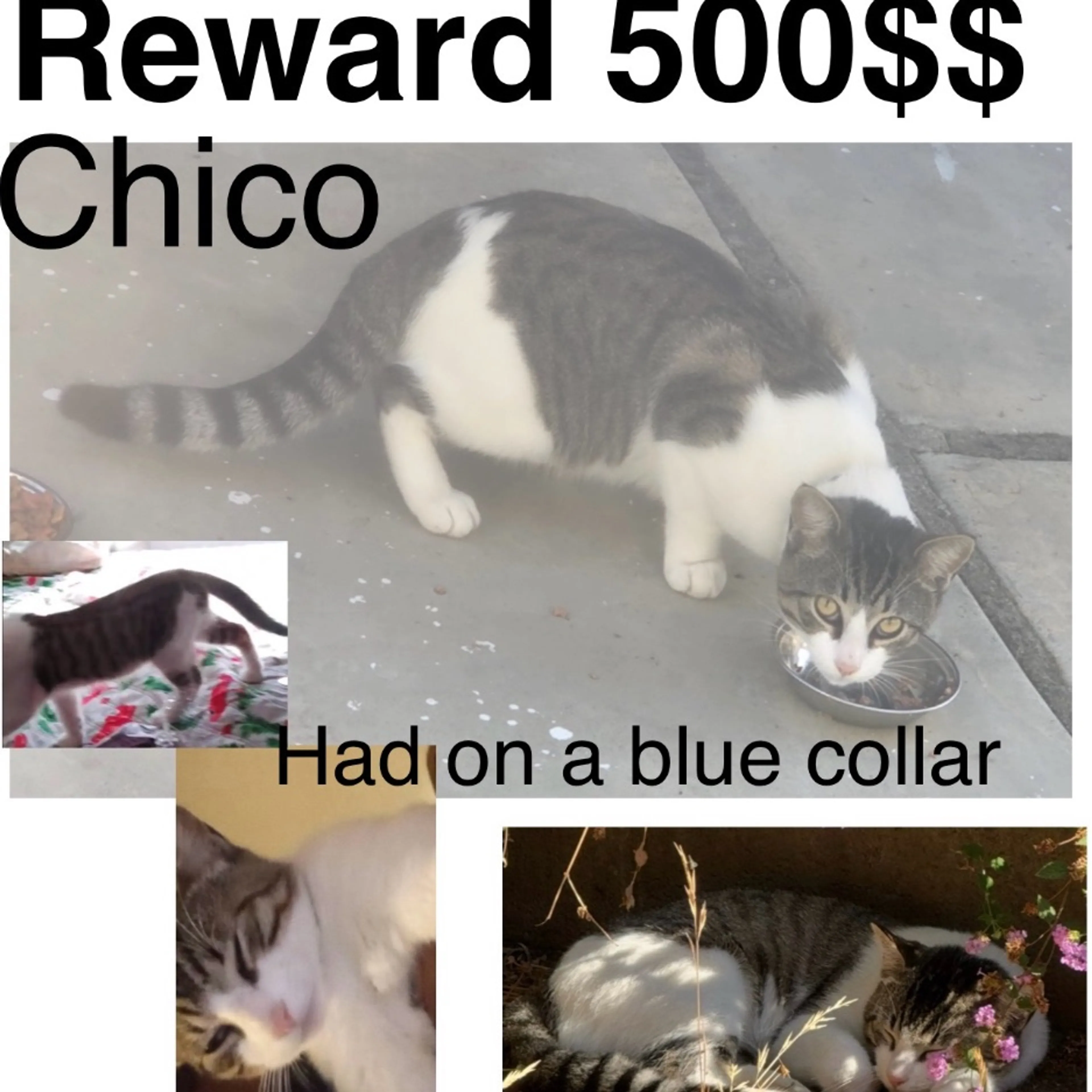 Lost pet
