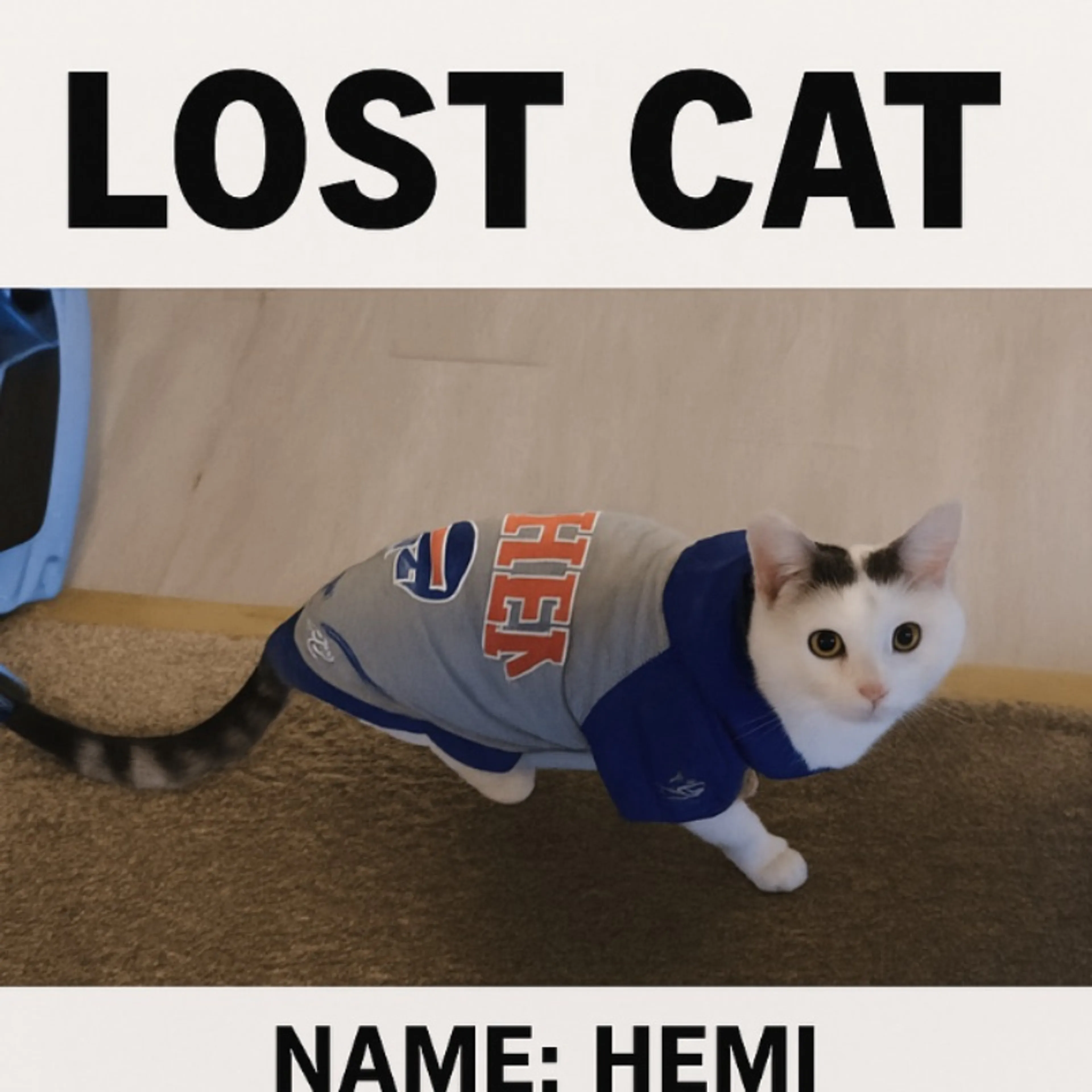 Lost pet