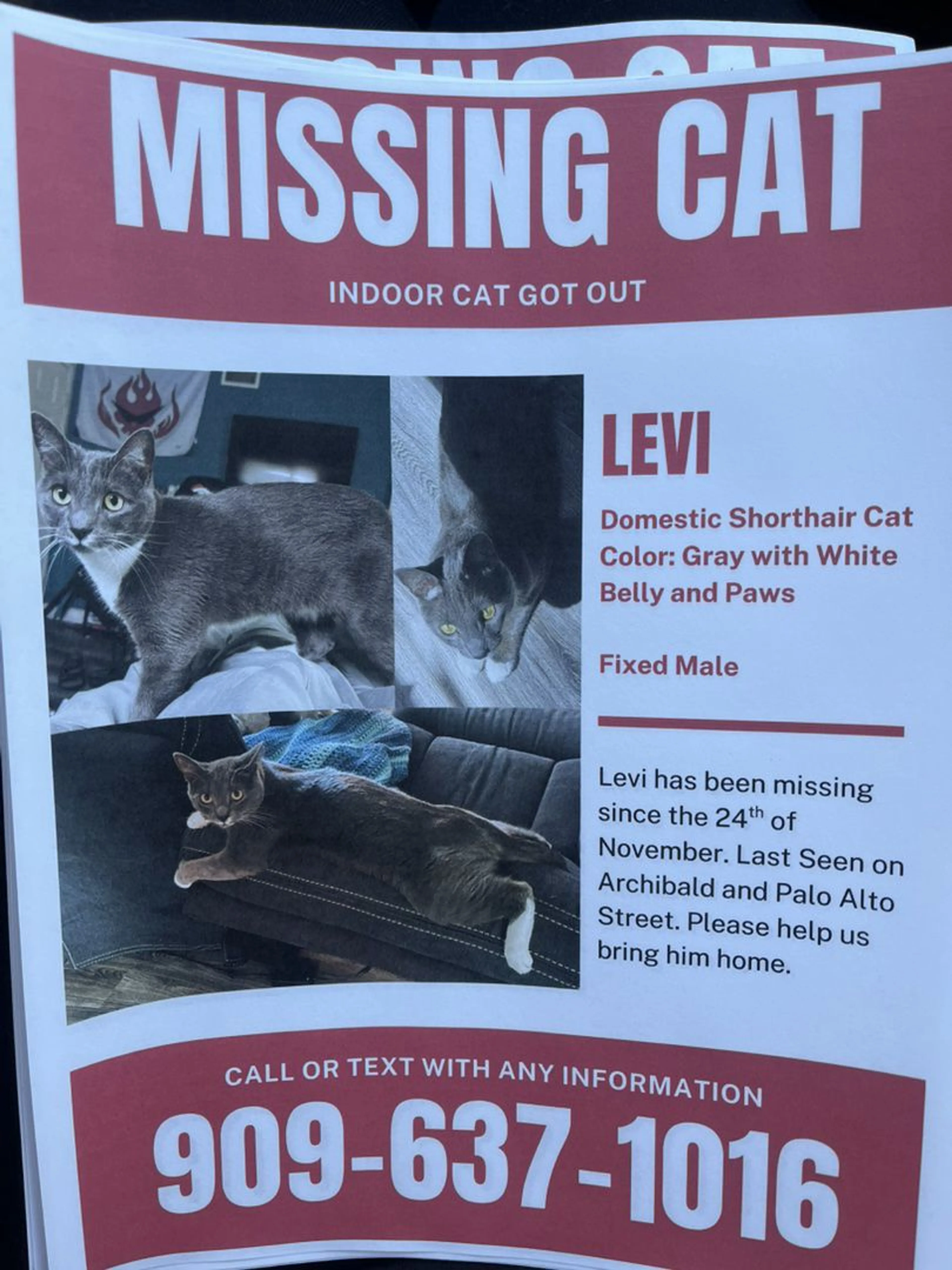 Lost pet-0