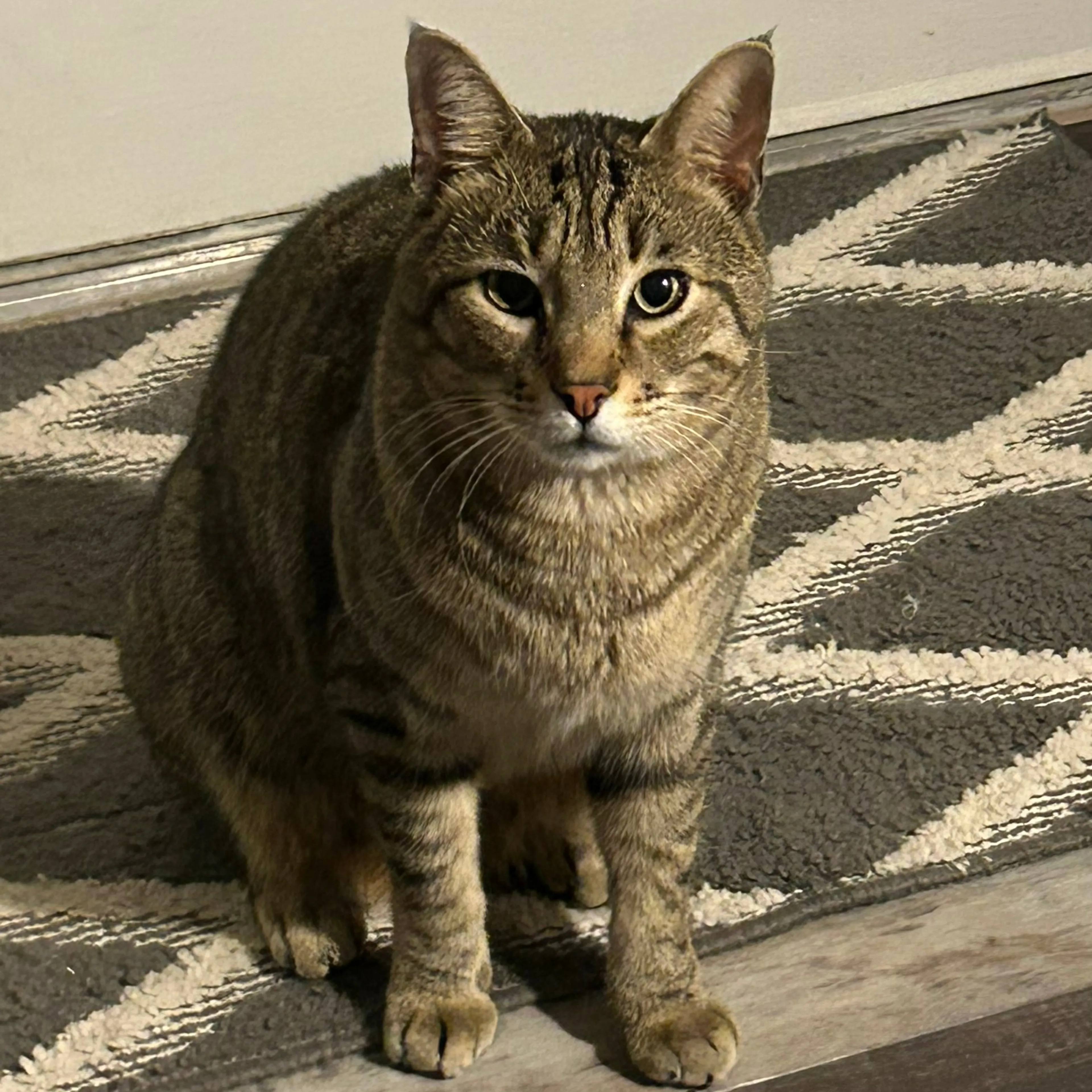 cdn image