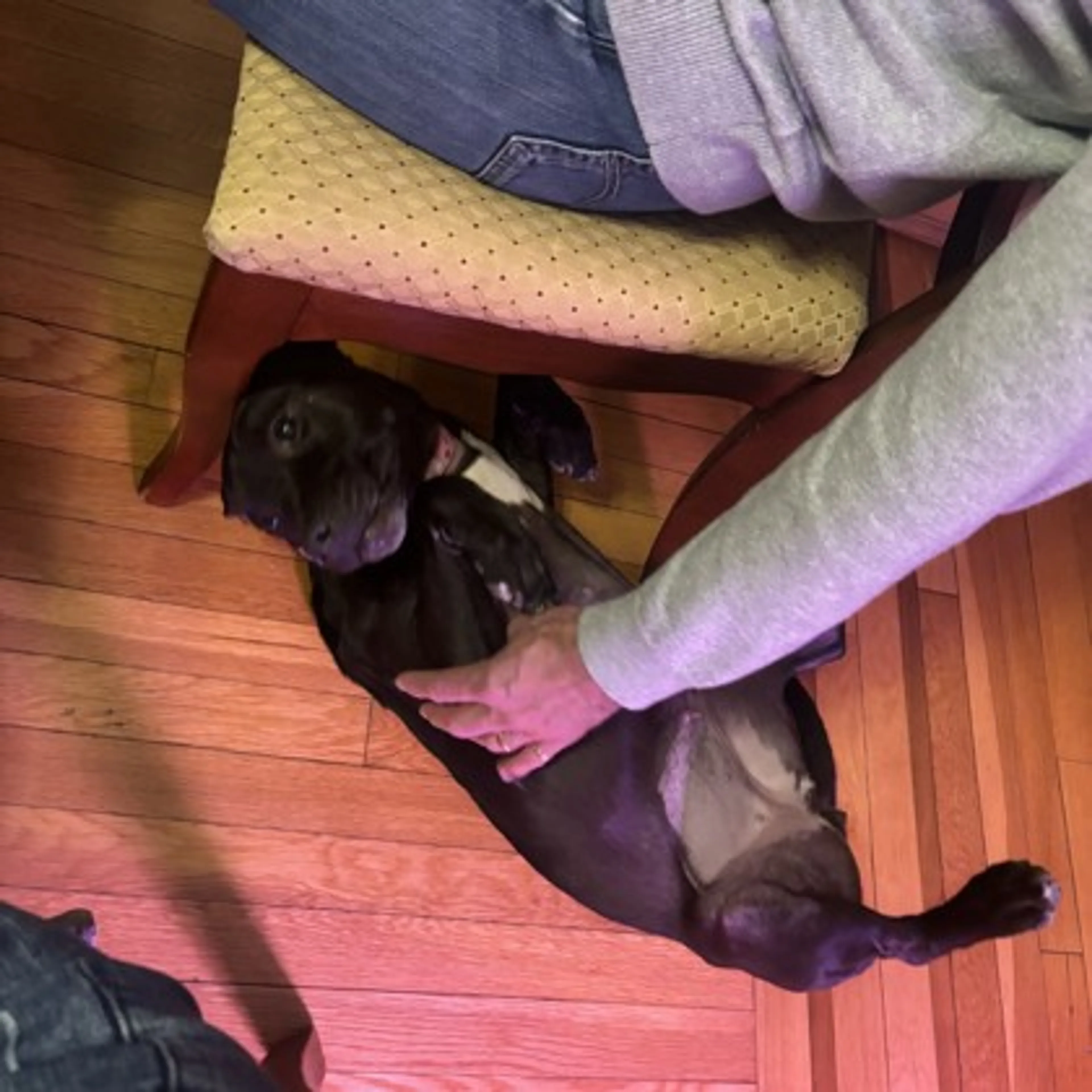 Found pet-1