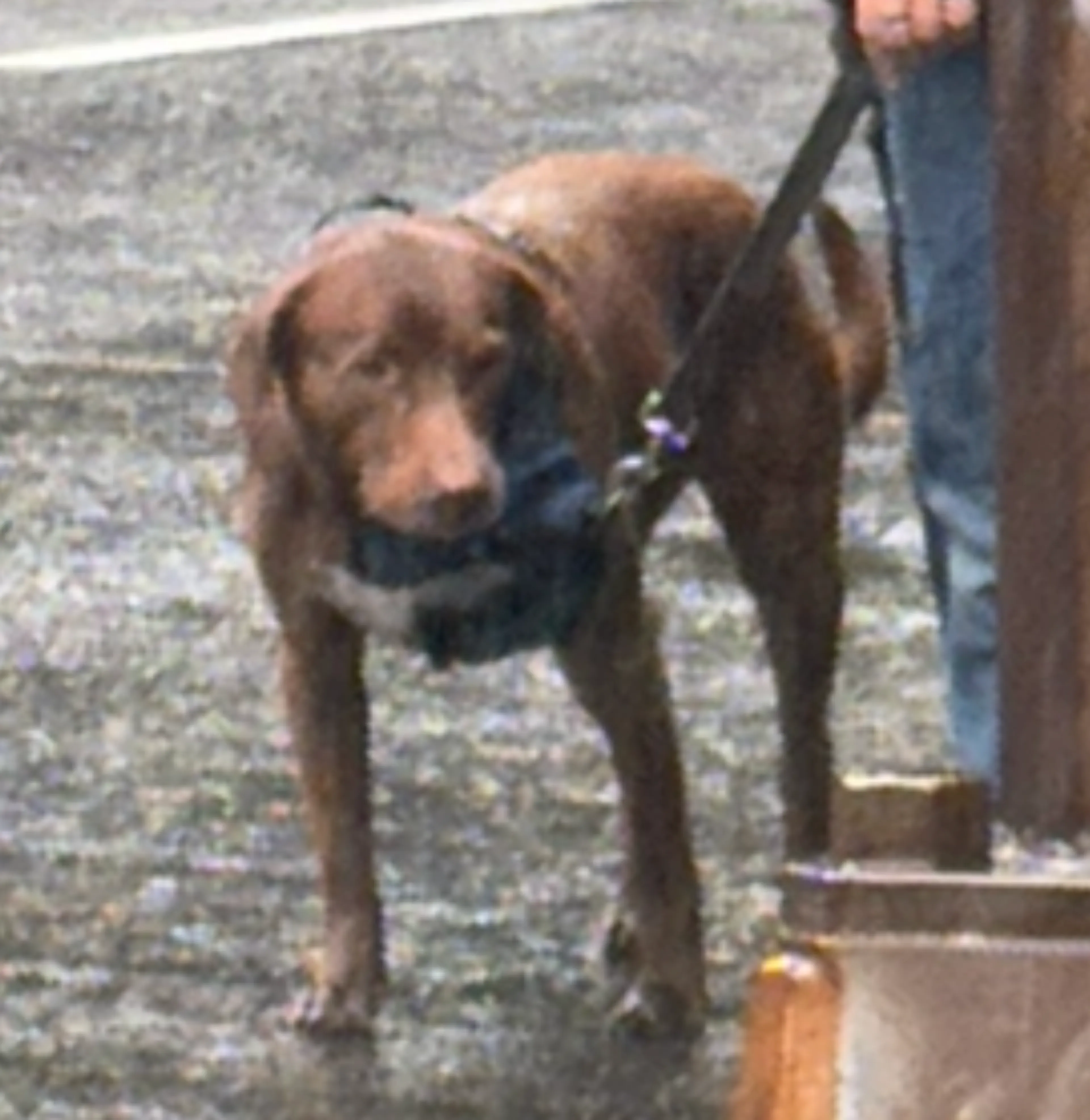 Found pet-2