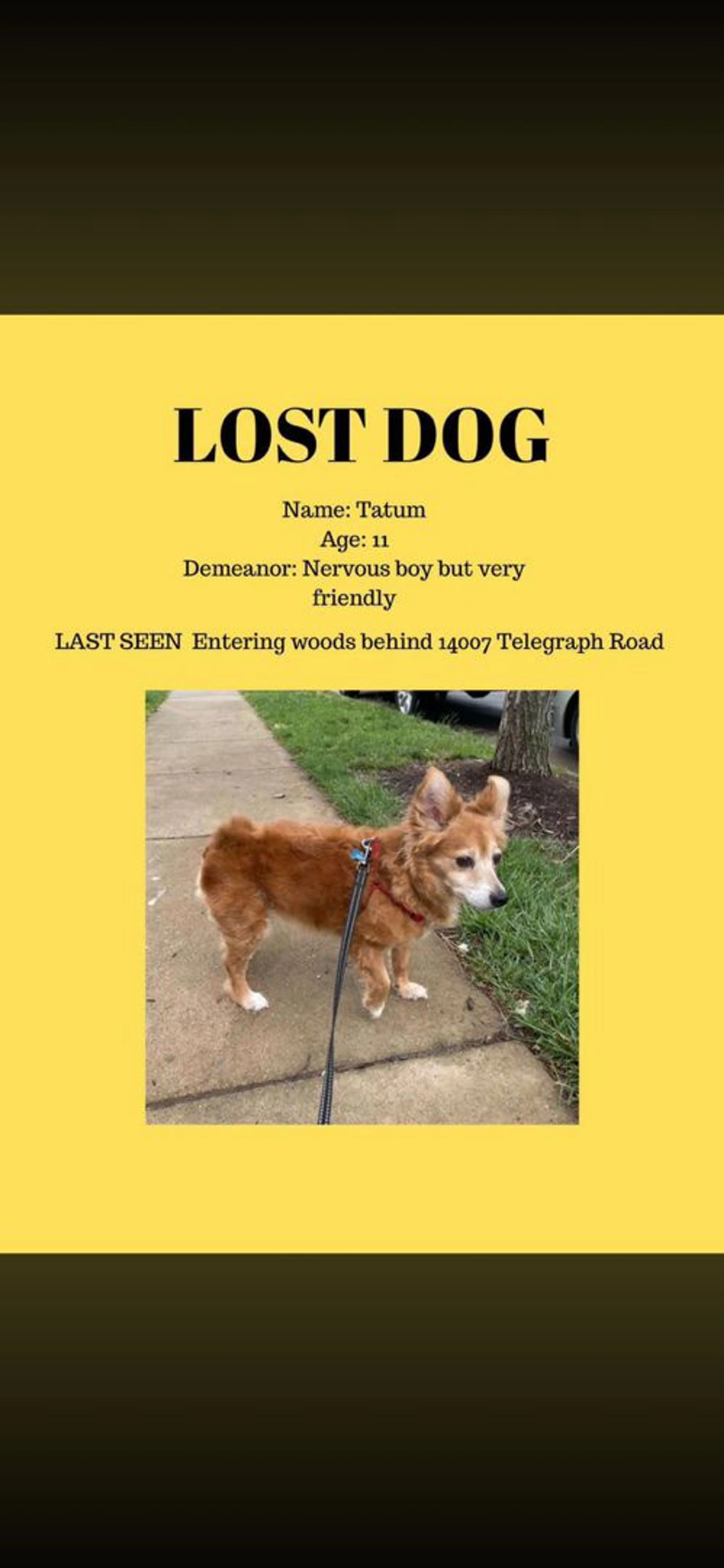 Lost pet