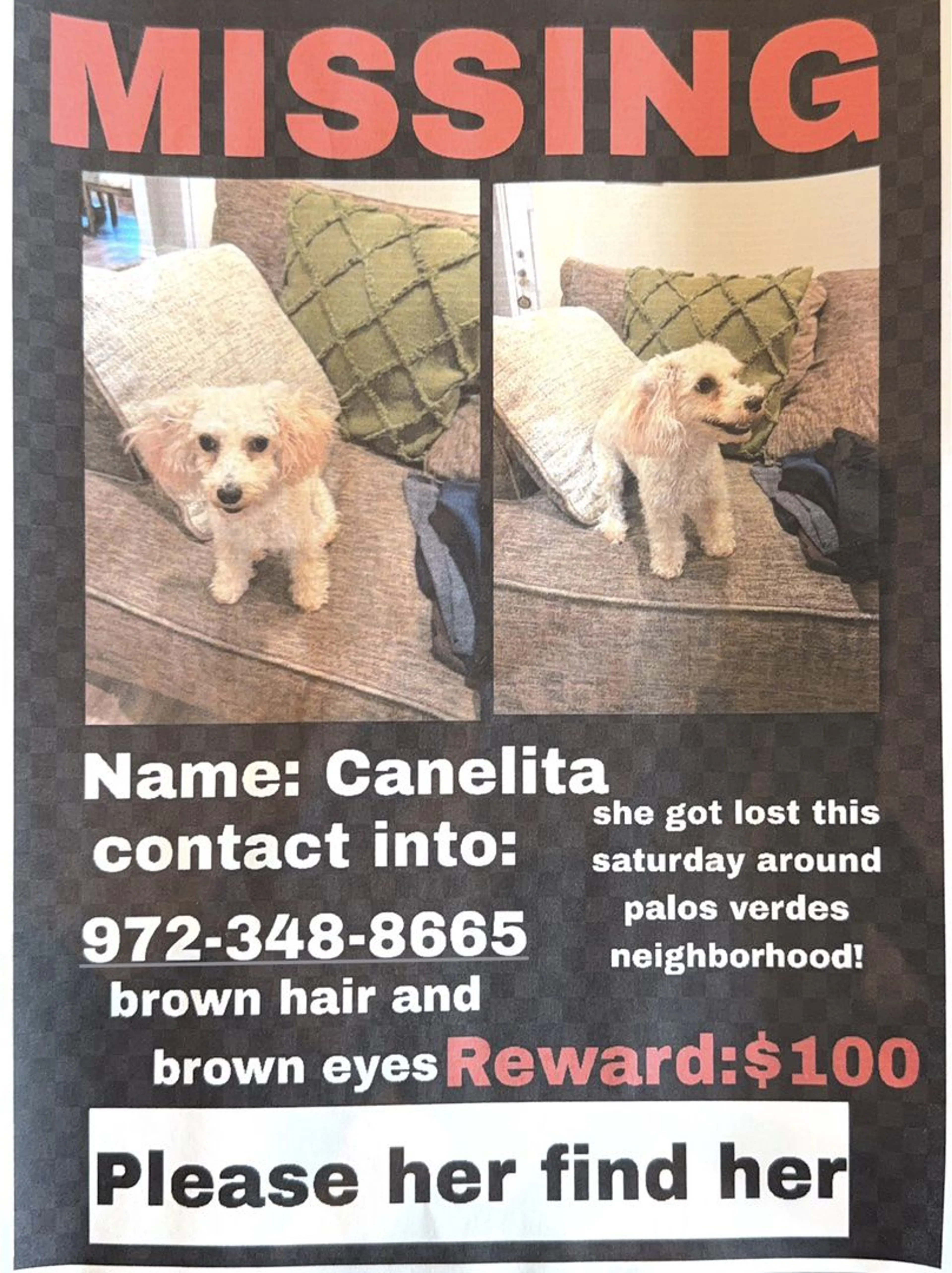 Lost pet
