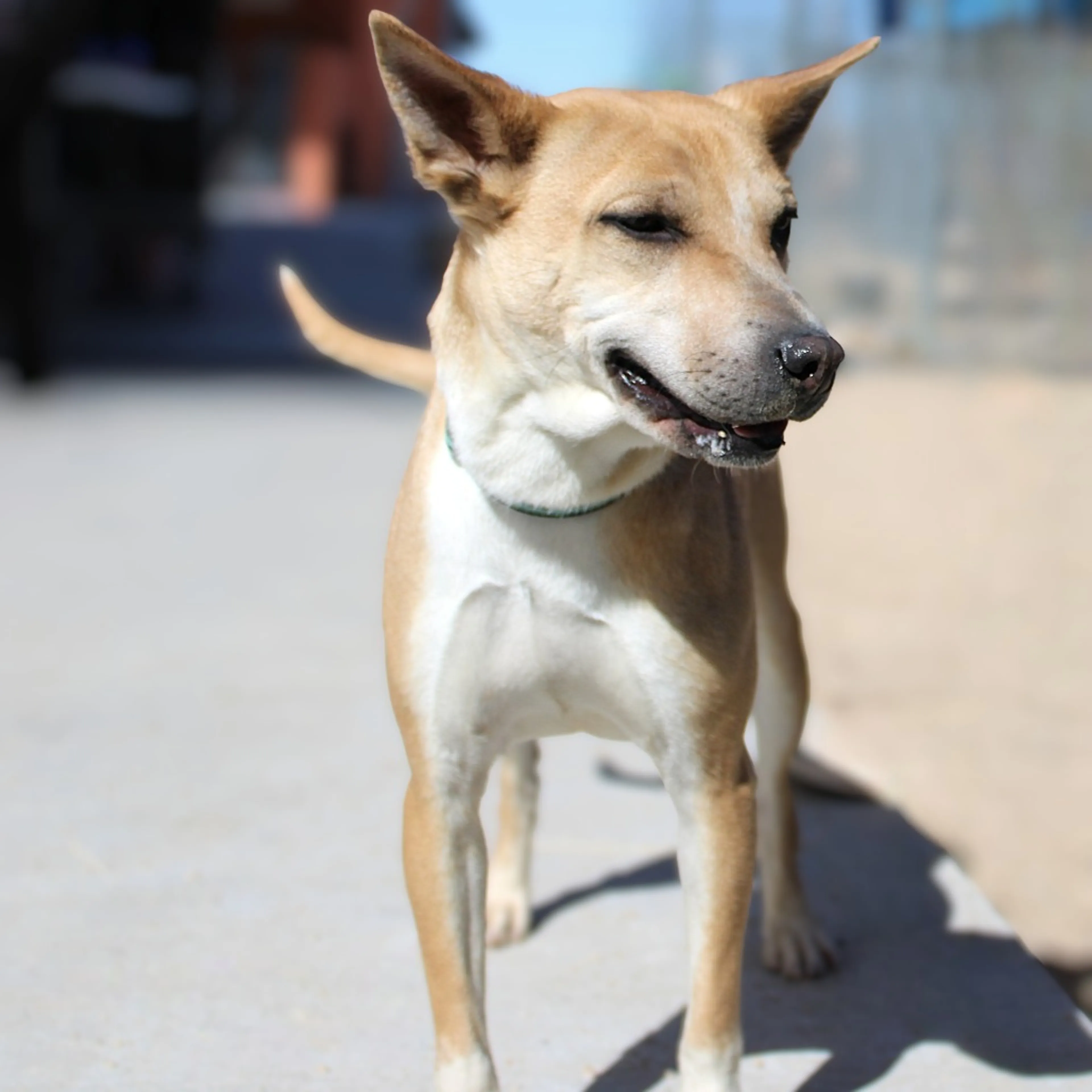 Found pet-8