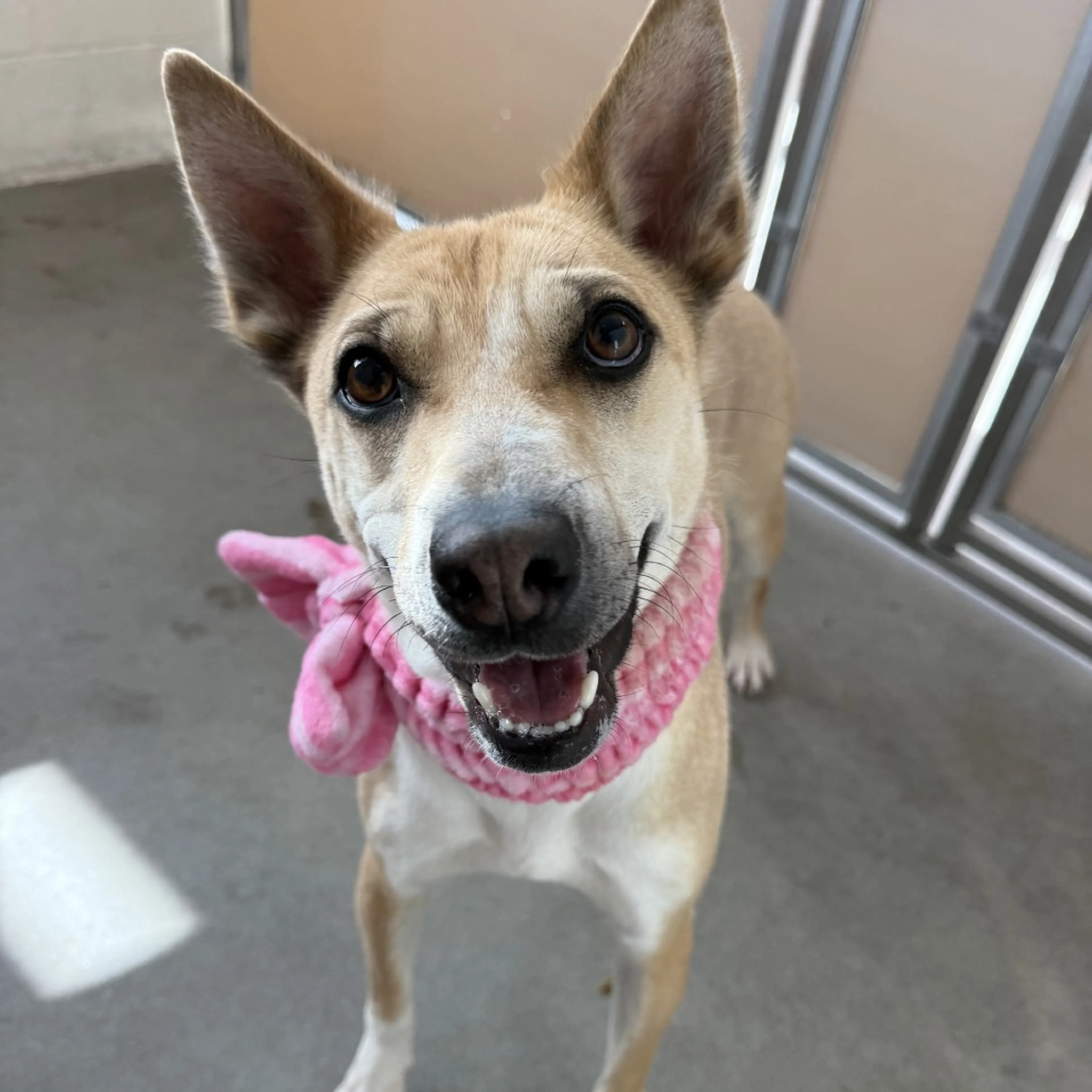 Found pet-11