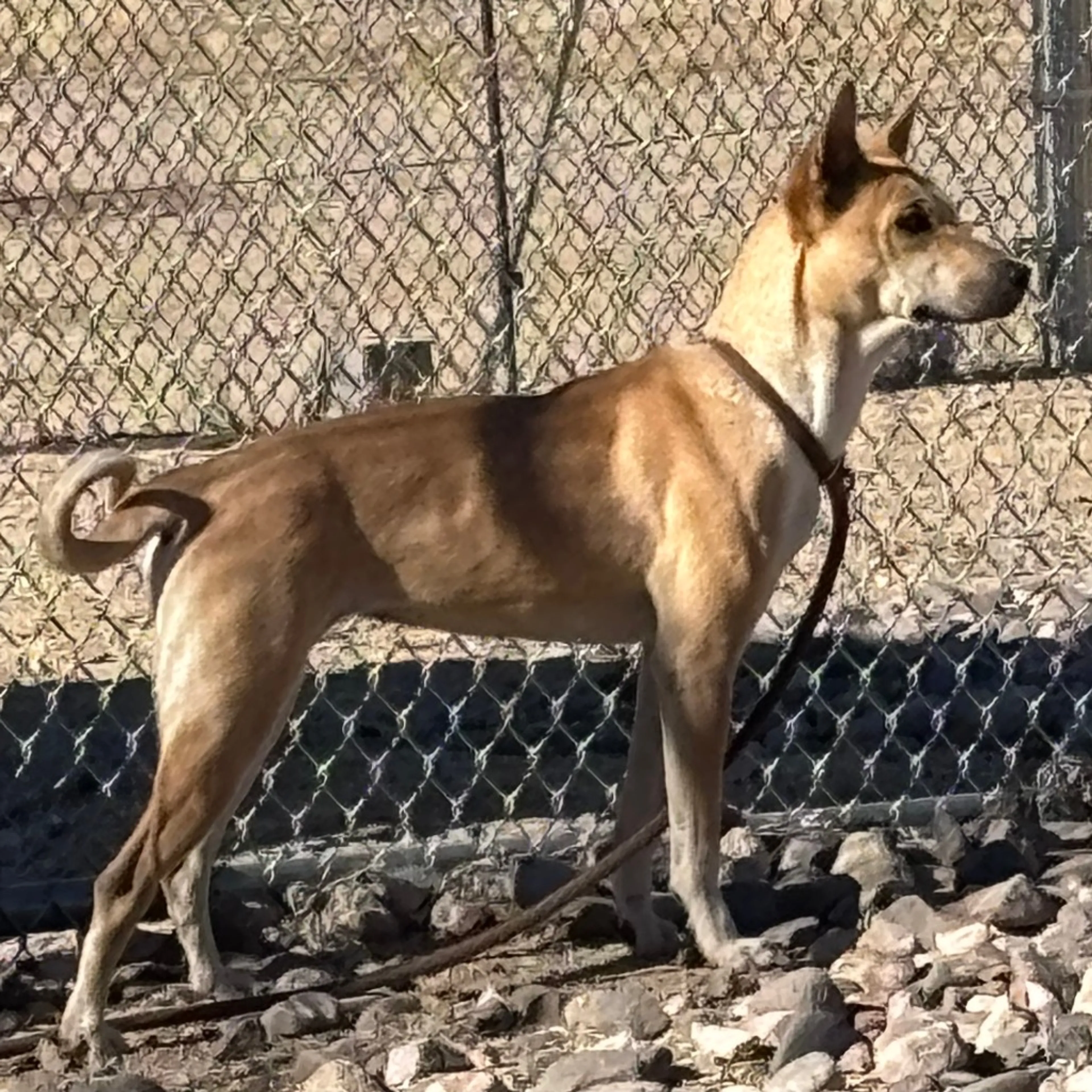 Found pet-1