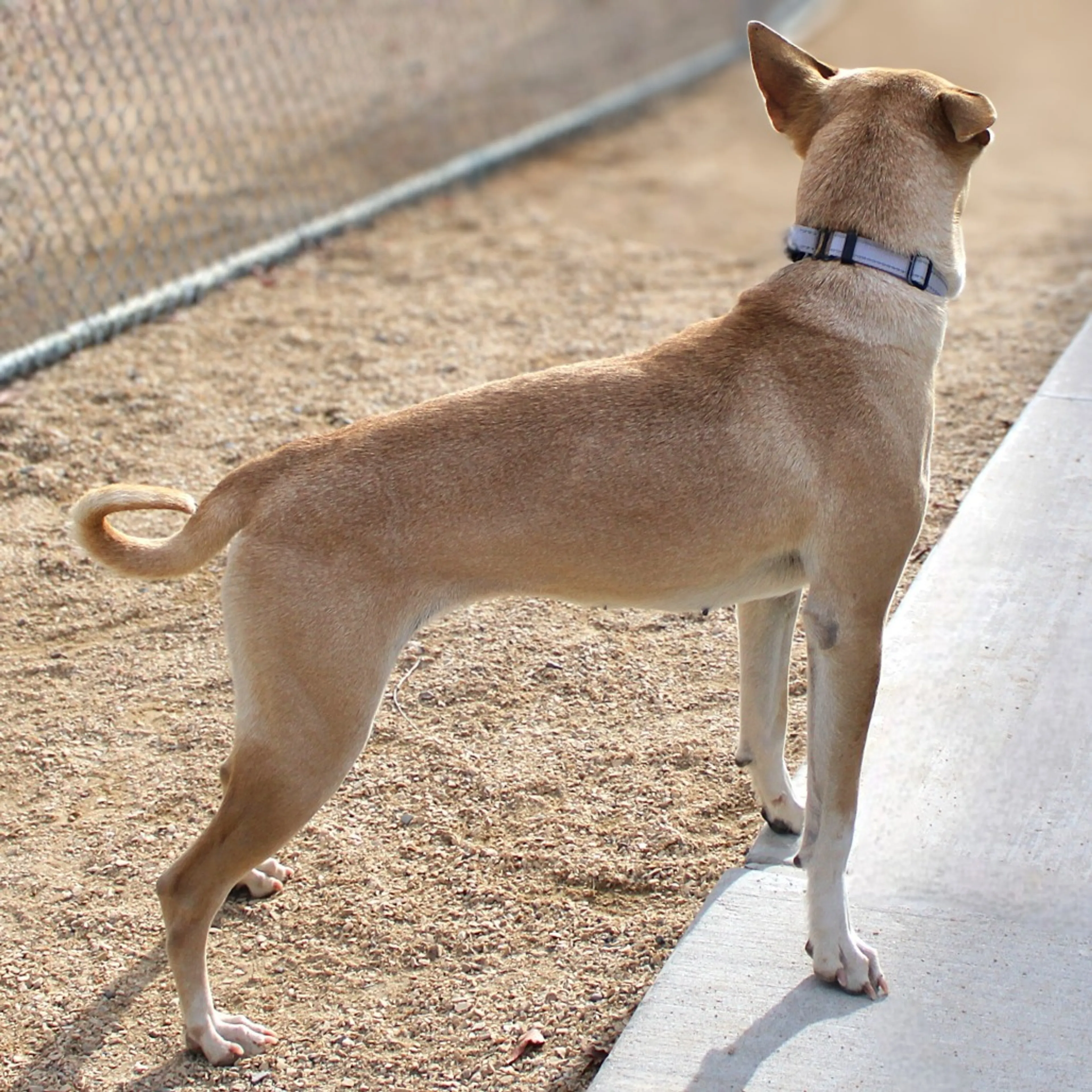 Found pet-6