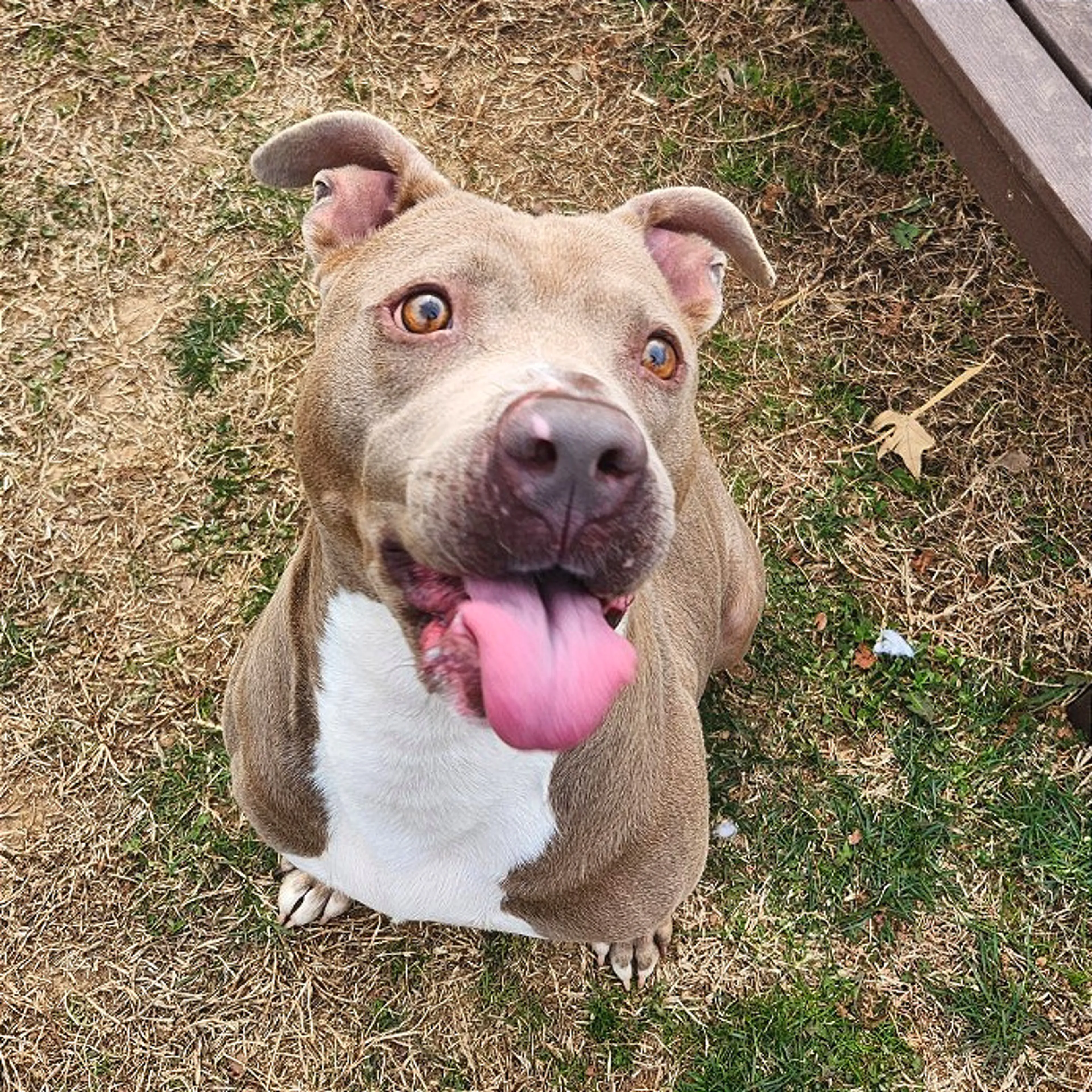 Found pet-2