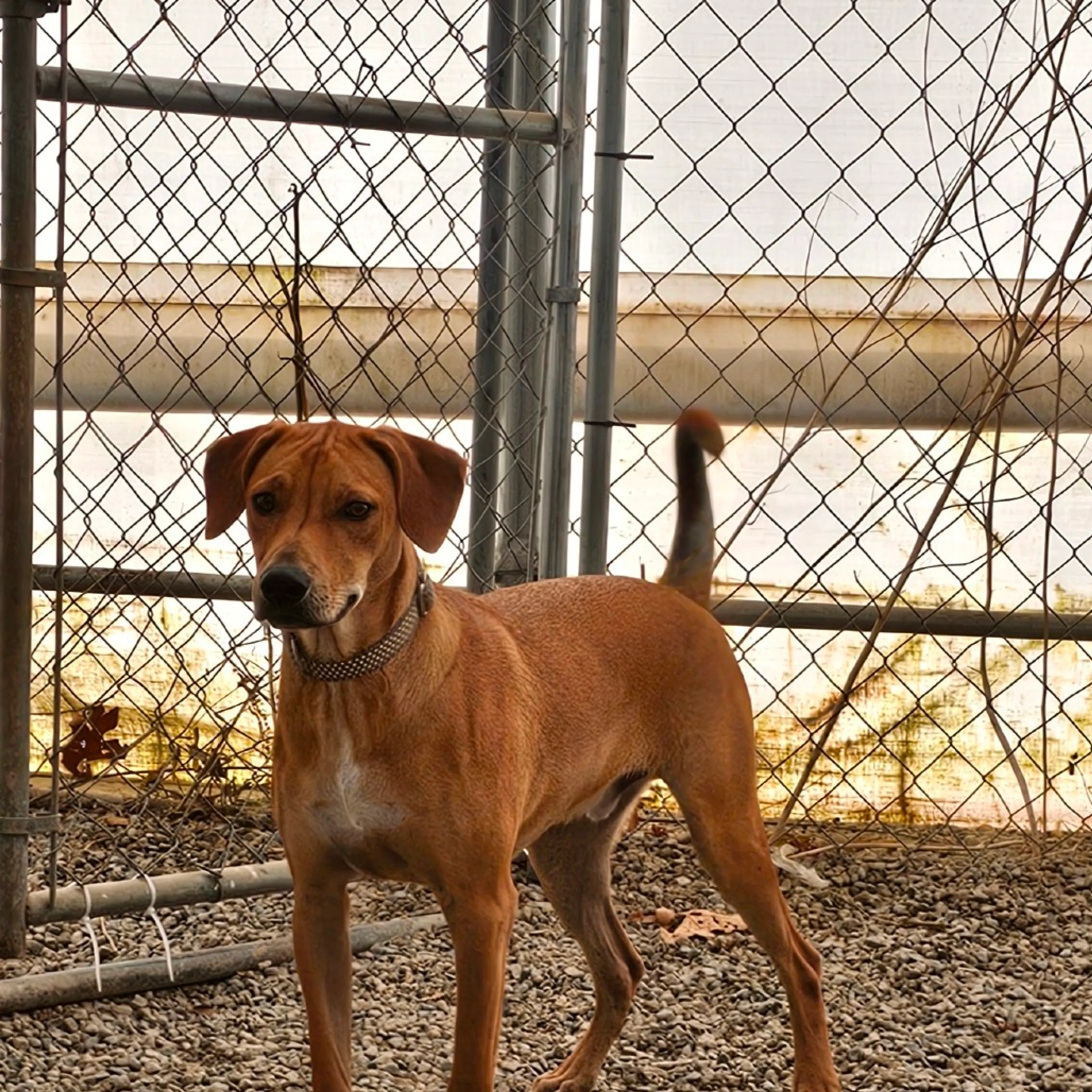 Found pet-2