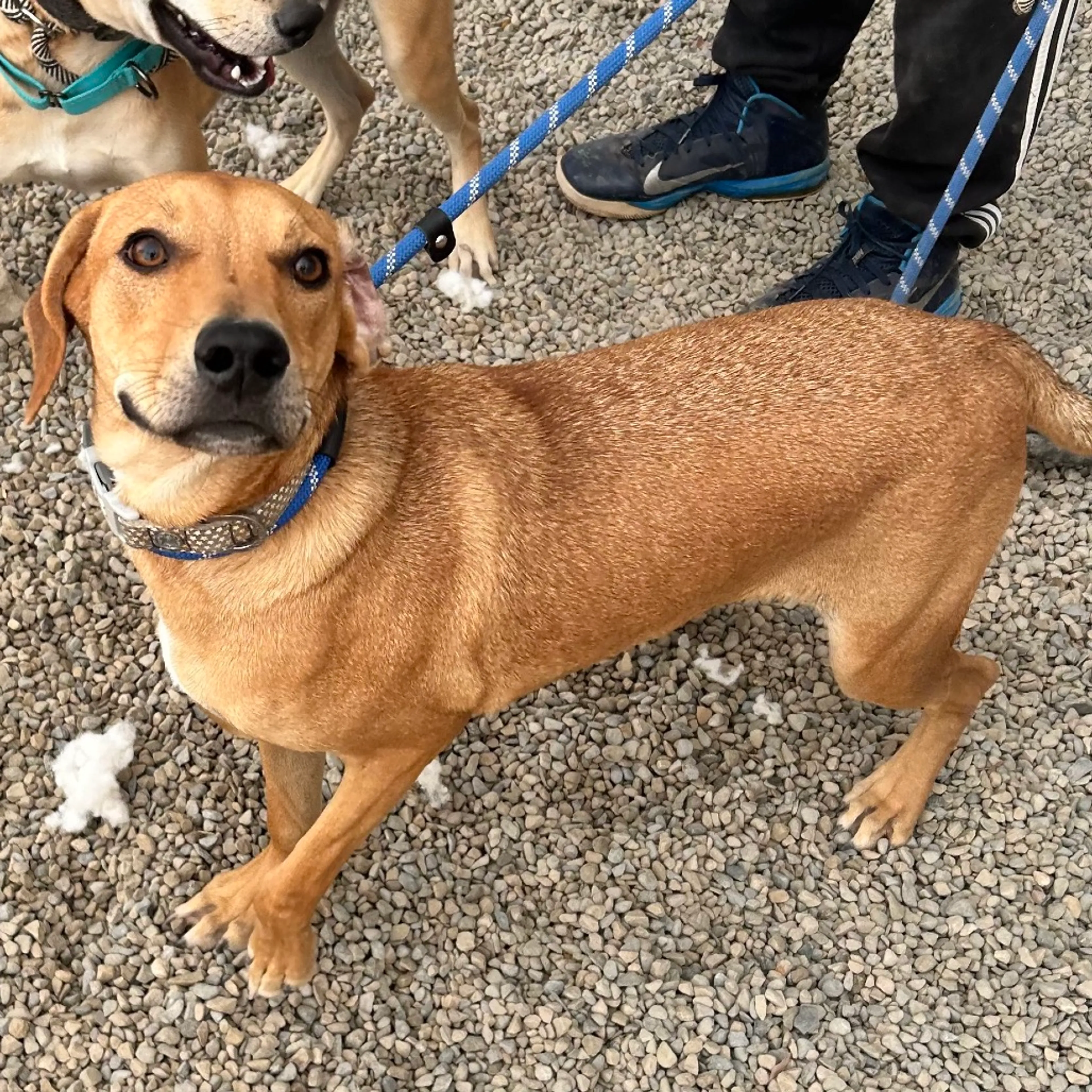 Found pet-1