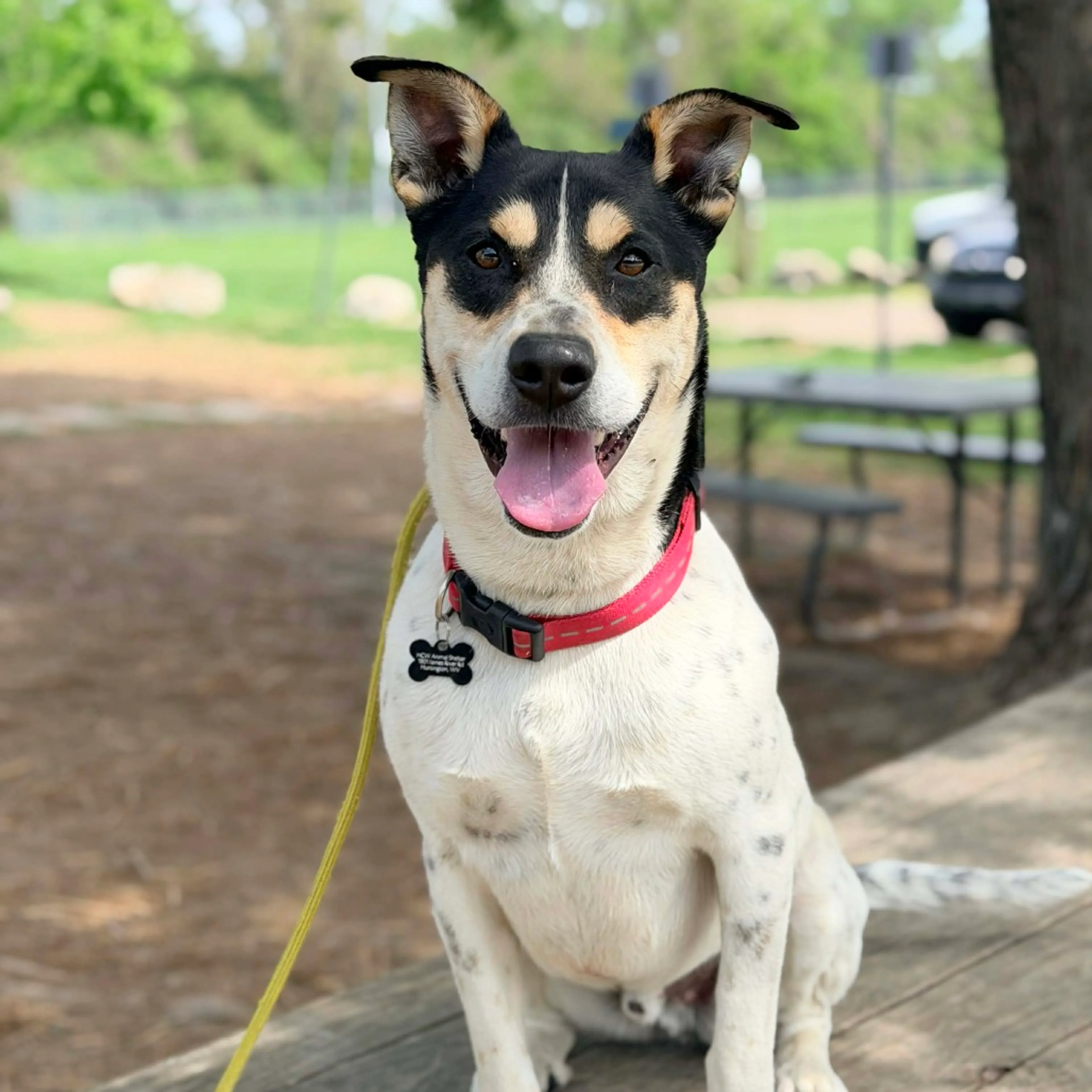 Found pet-6