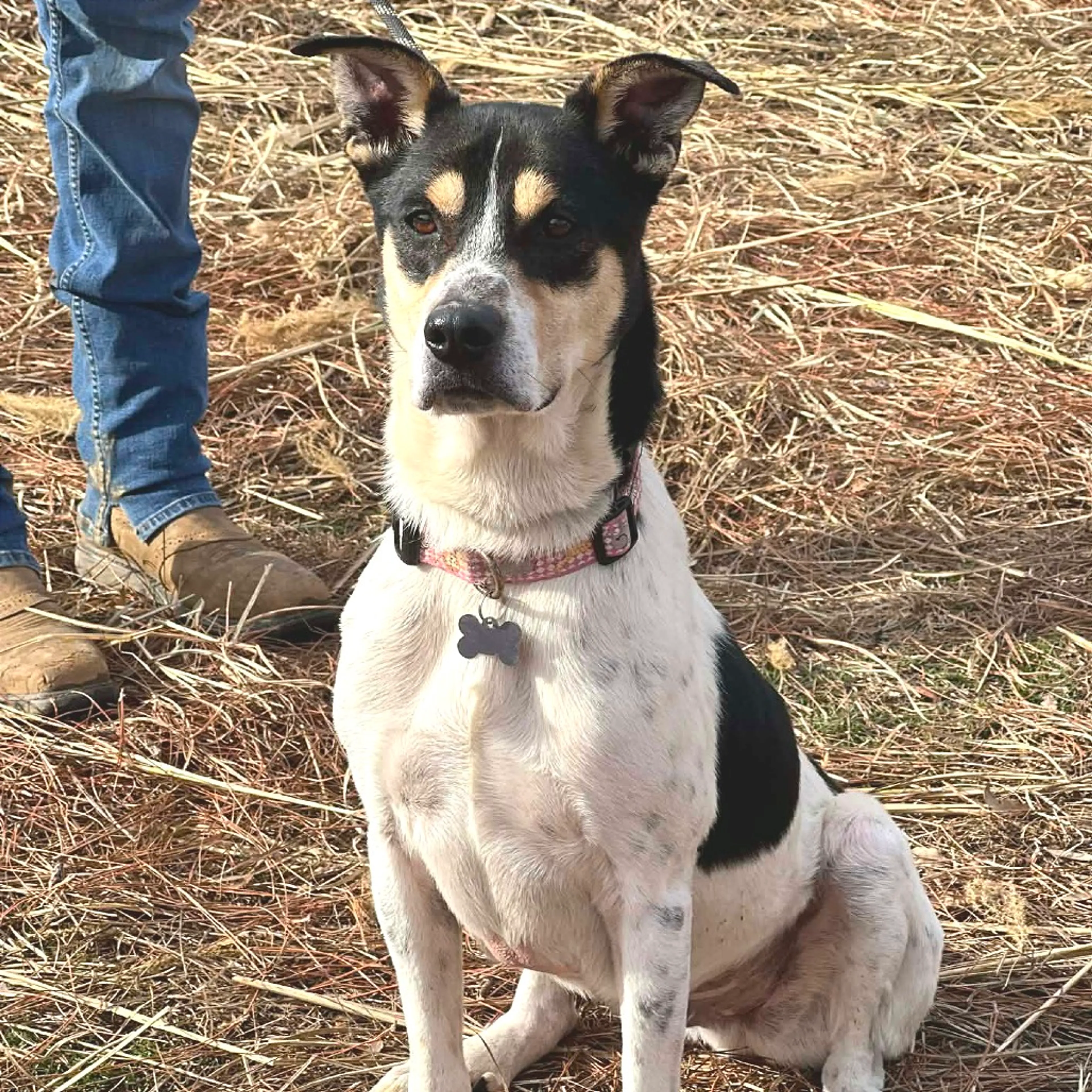 Found pet-3