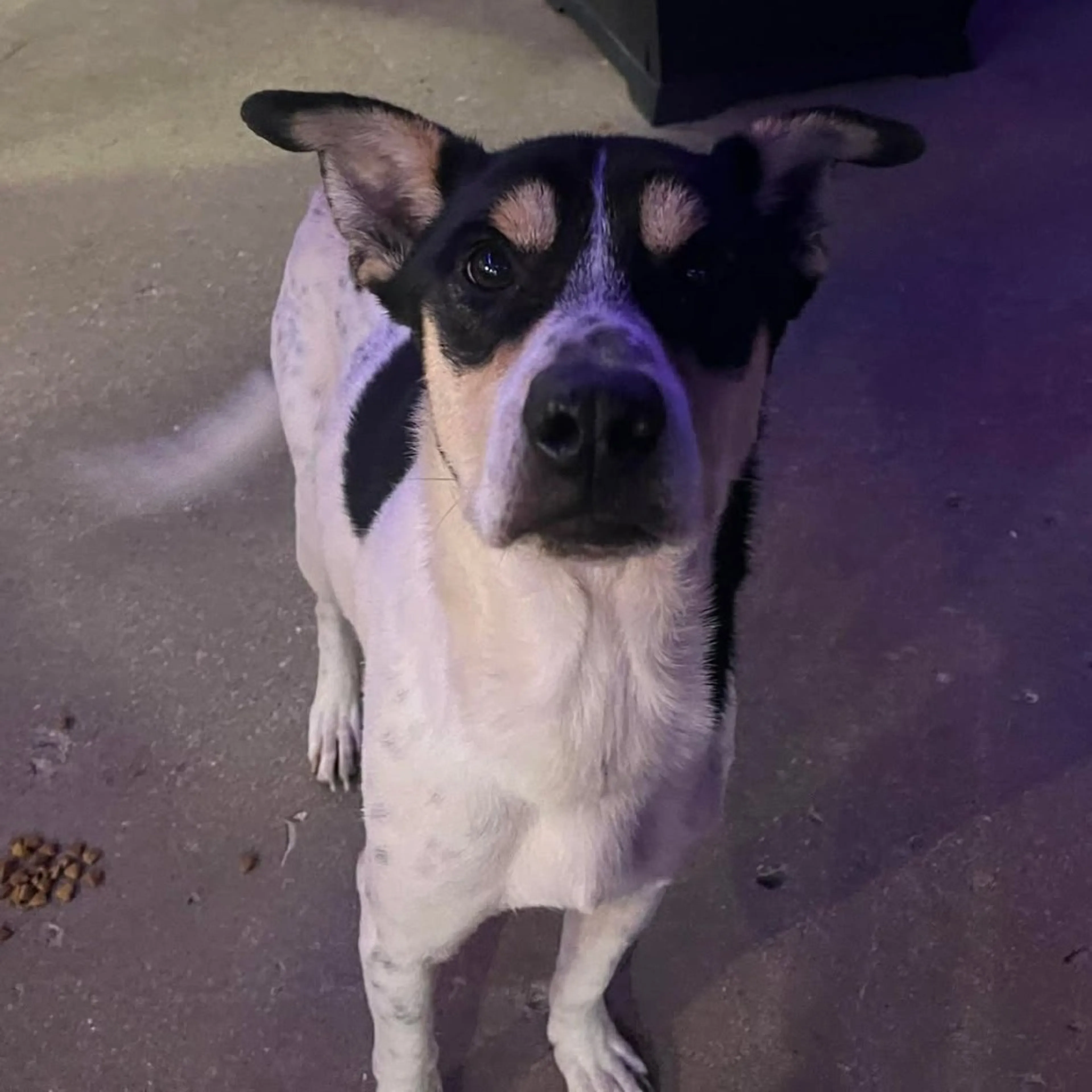 Found pet-1