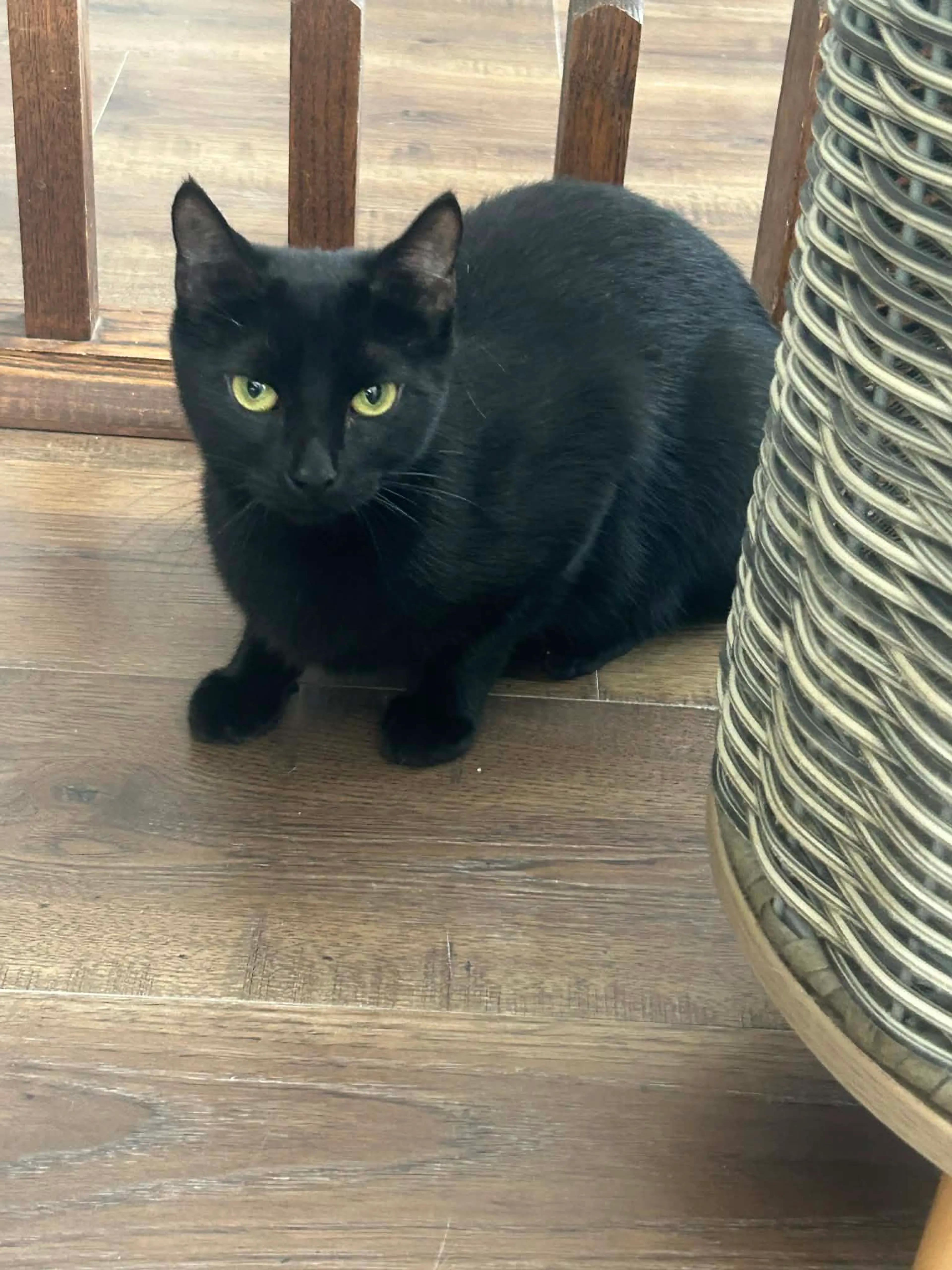 Found pet-0