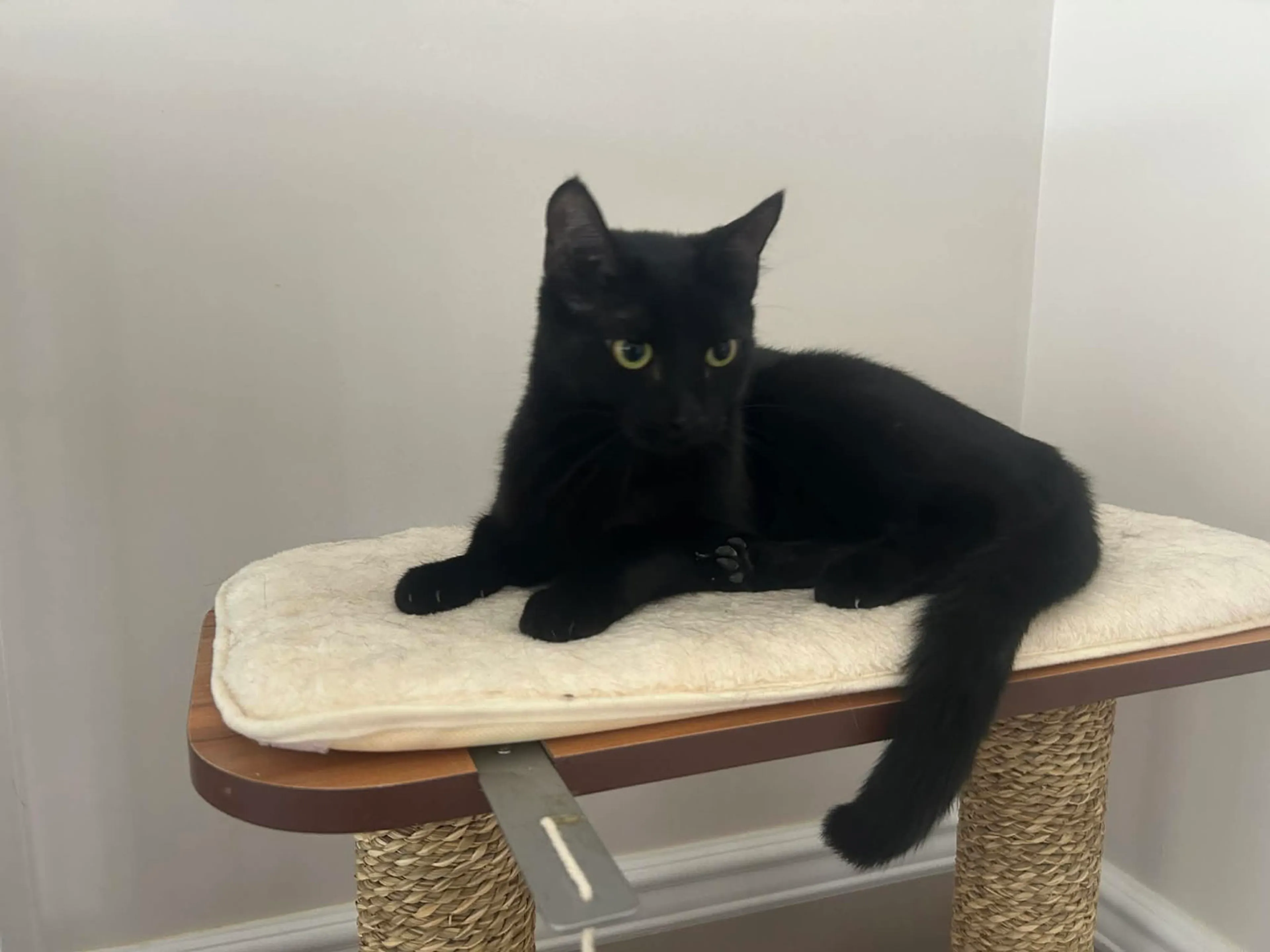 Found pet-1